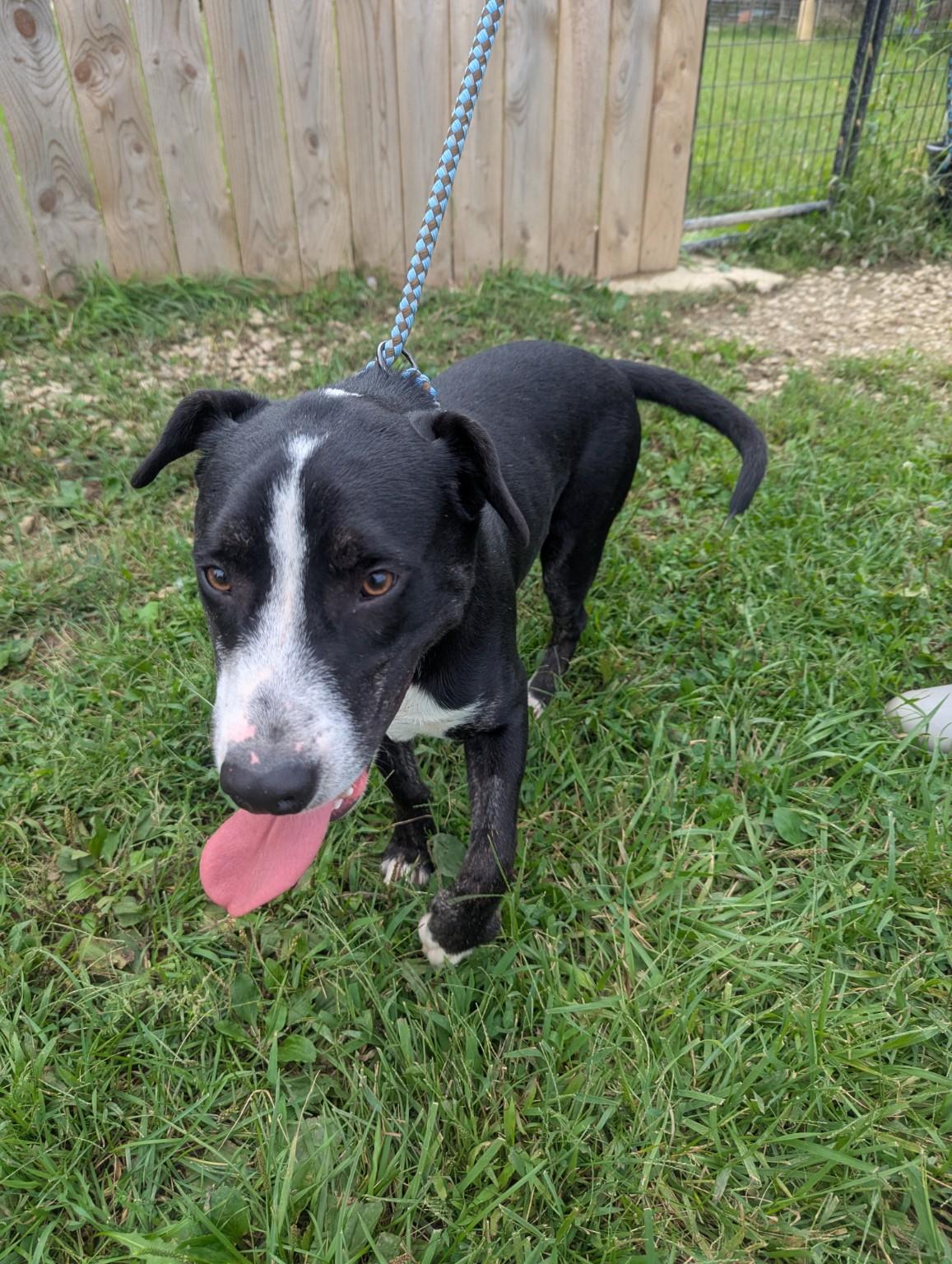 Enlarge Barry, a Adoptable mixed breed in Plain City, OH image 5/6