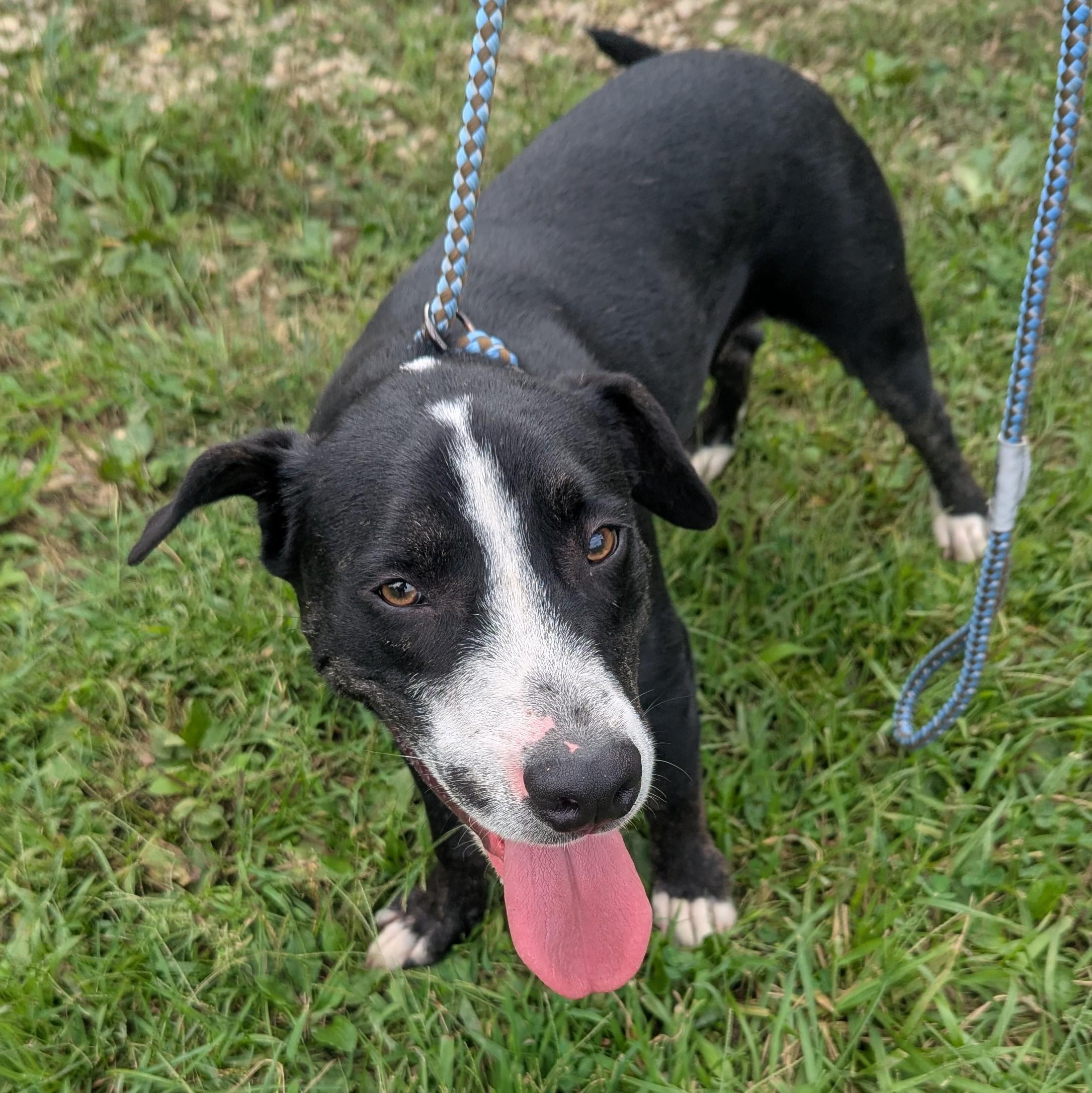 Enlarge Barry, a Adoptable mixed breed in Plain City, OH image 6/6