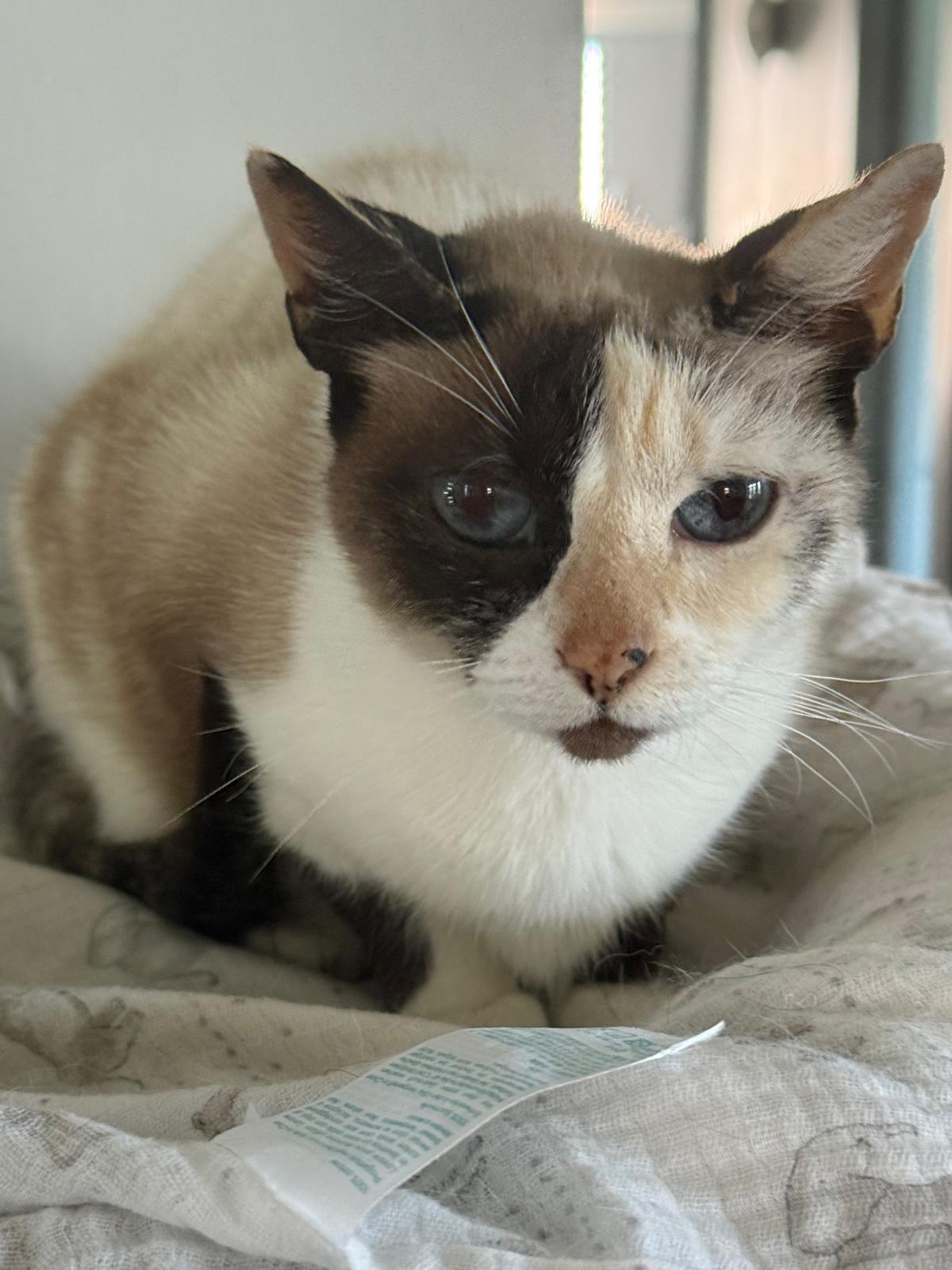 Enlarge Frozen, a ADOPTABLE Domestic Short Hair in Franklin, MA image 3/5