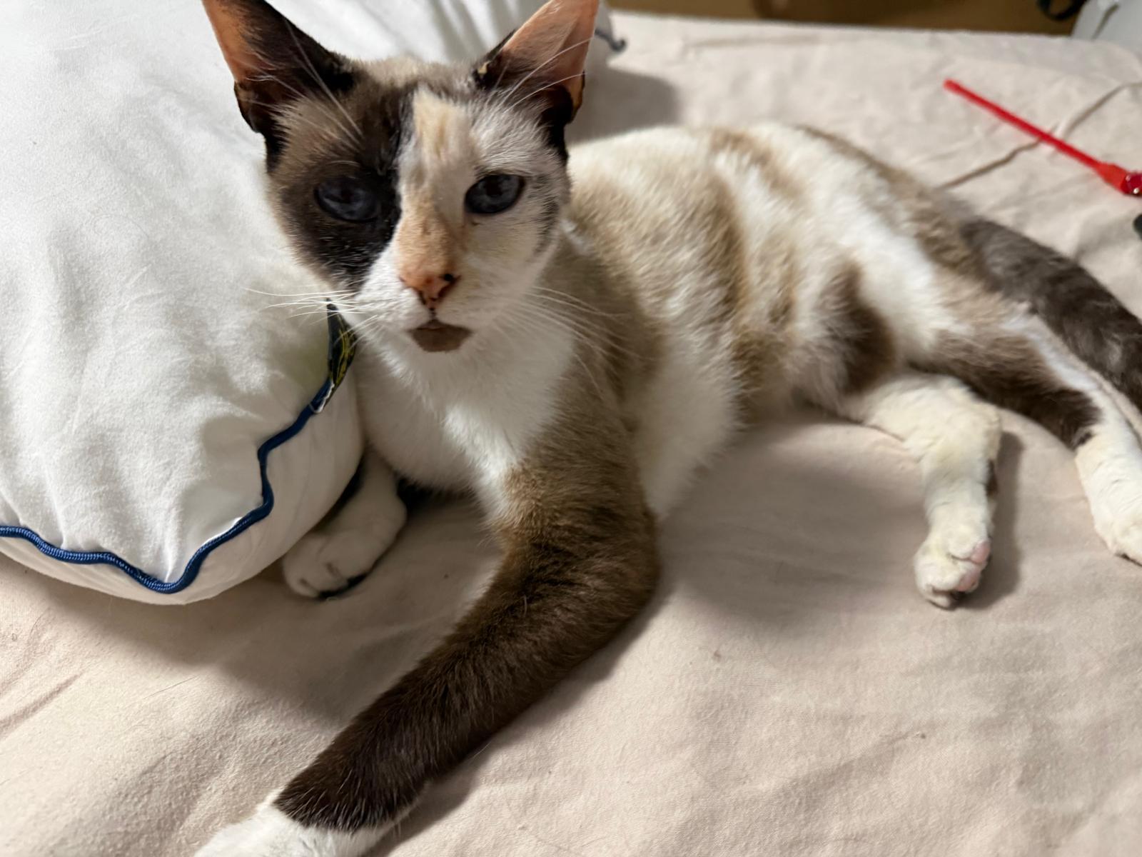 Frozen, ADOPTABLE, Young Female Domestic Short Hair.