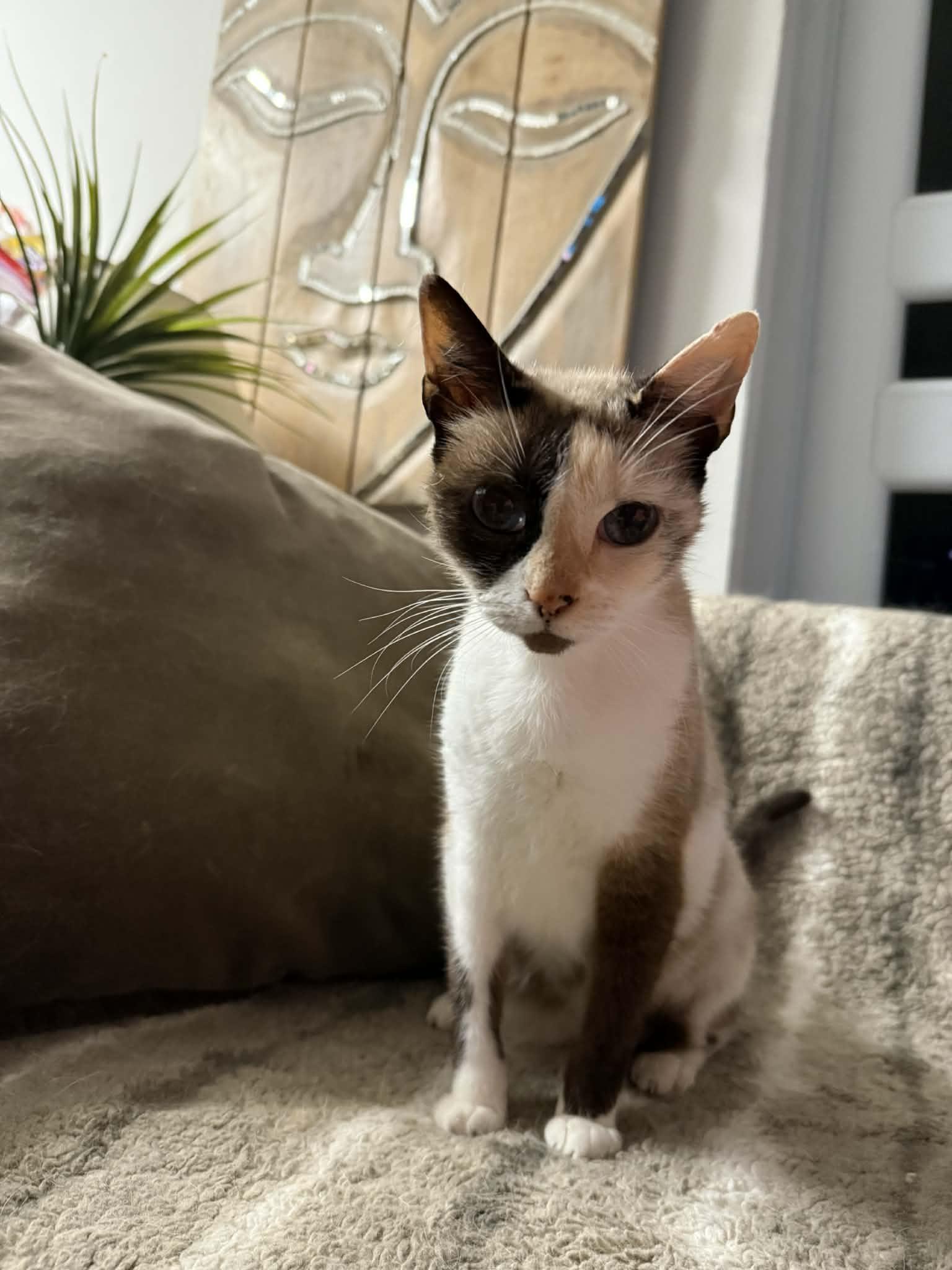 Enlarge Frozen, a ADOPTABLE Domestic Short Hair in Franklin, MA image 2/5