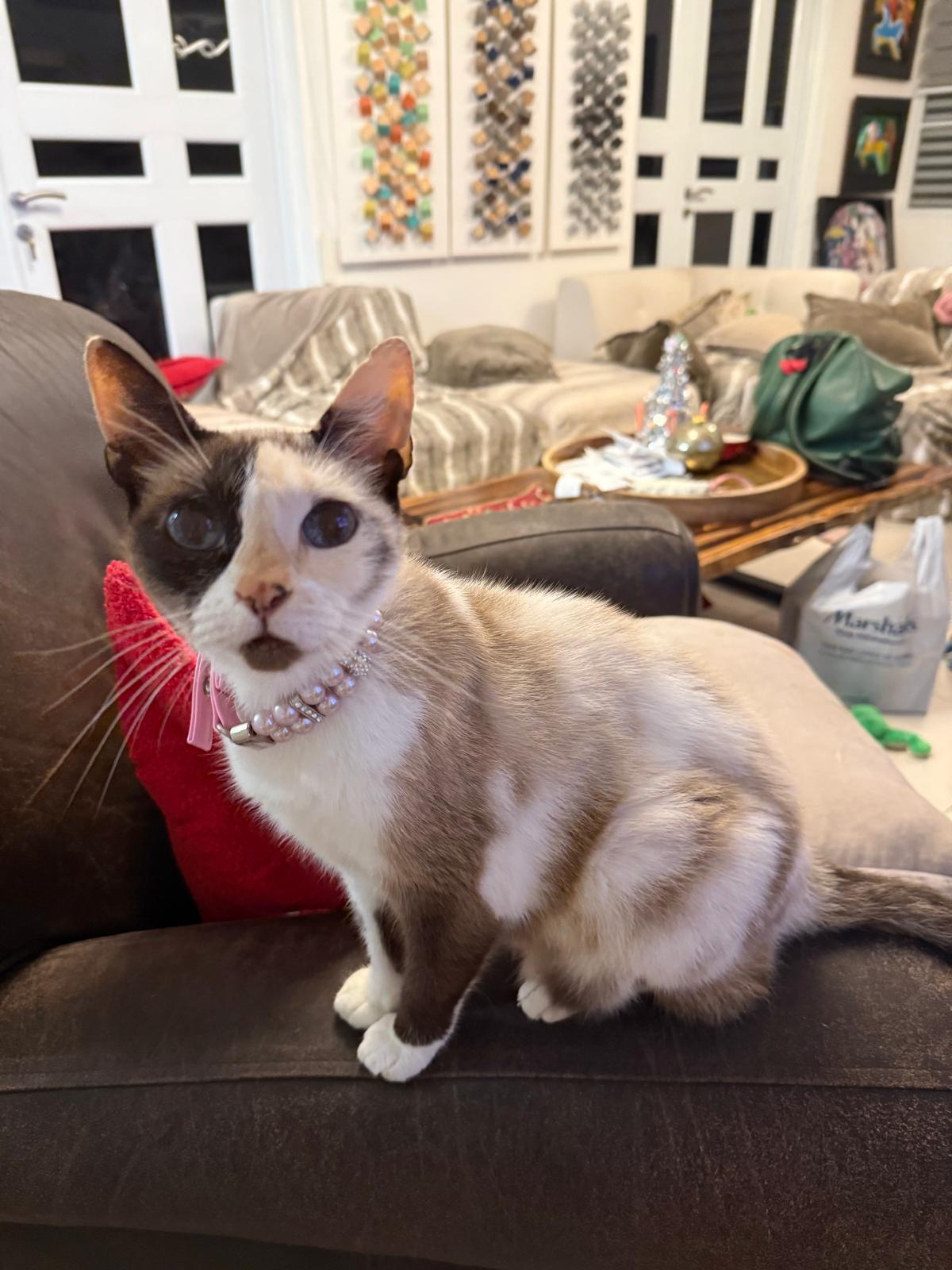 Enlarge Frozen, a ADOPTABLE Domestic Short Hair in Franklin, MA image 4/5
