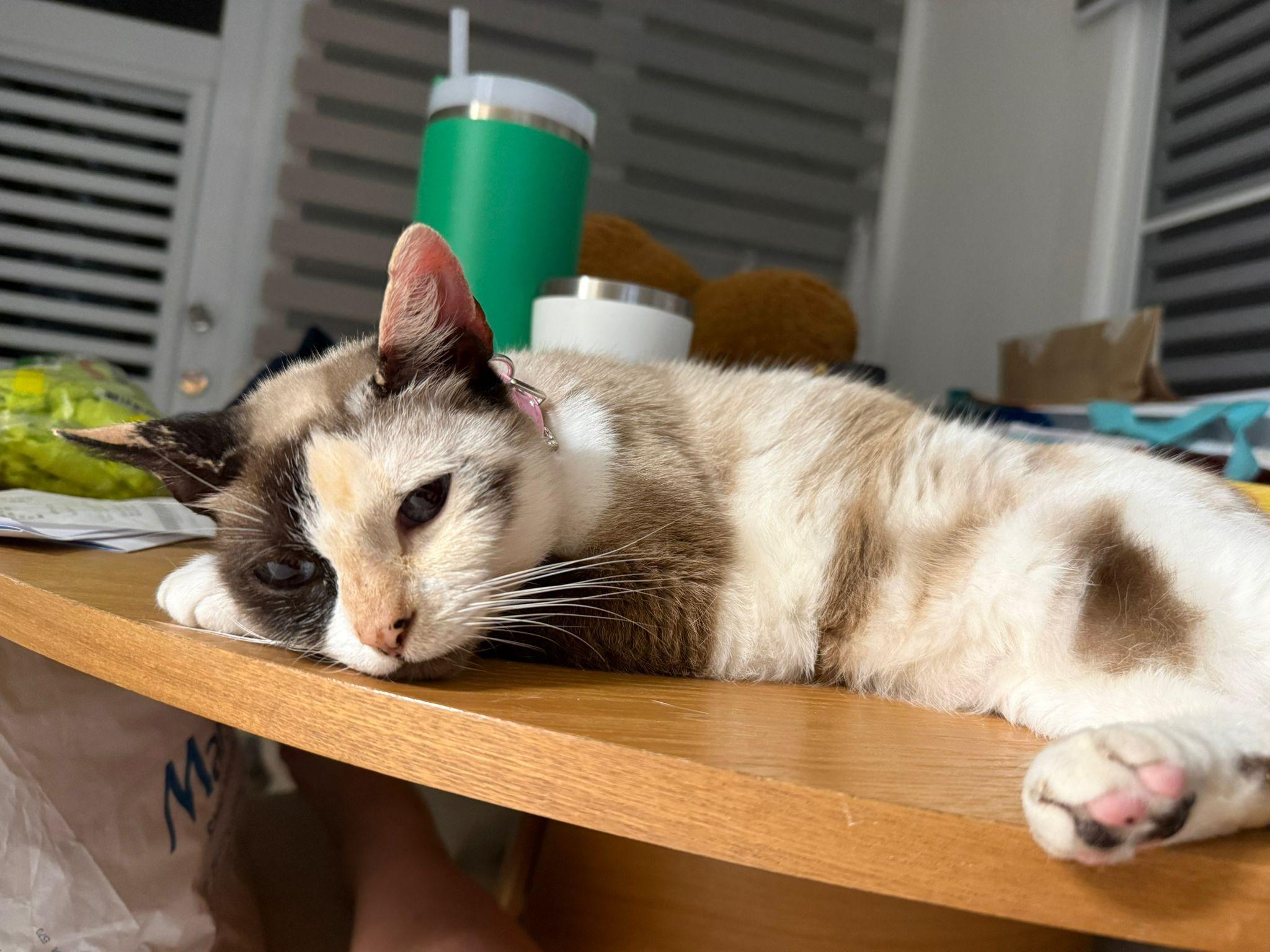 Enlarge Frozen, a ADOPTABLE Domestic Short Hair in Franklin, MA image 5/5