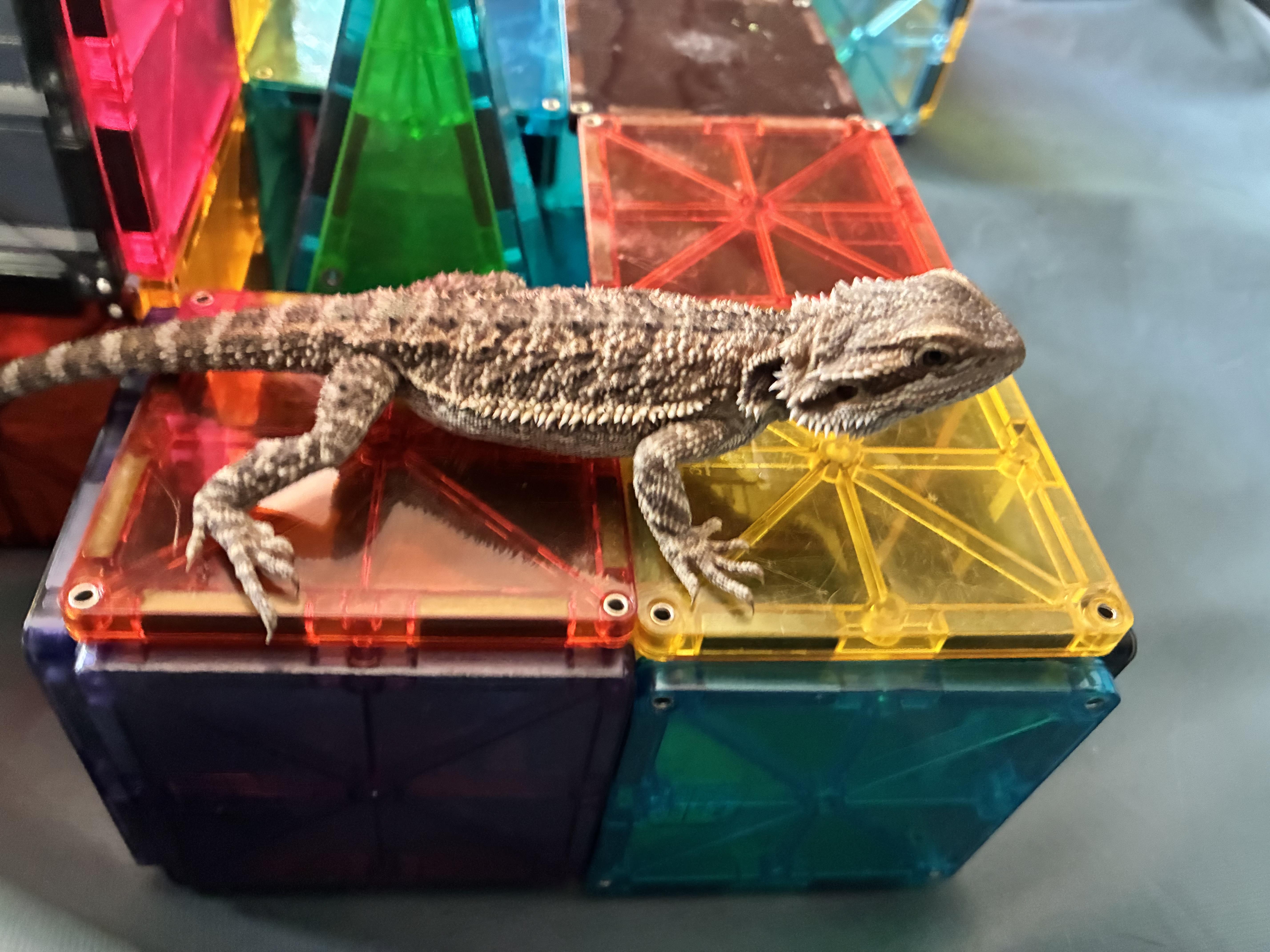 Chamomile, ADOPTABLE, Baby Unknown Bearded Dragon.