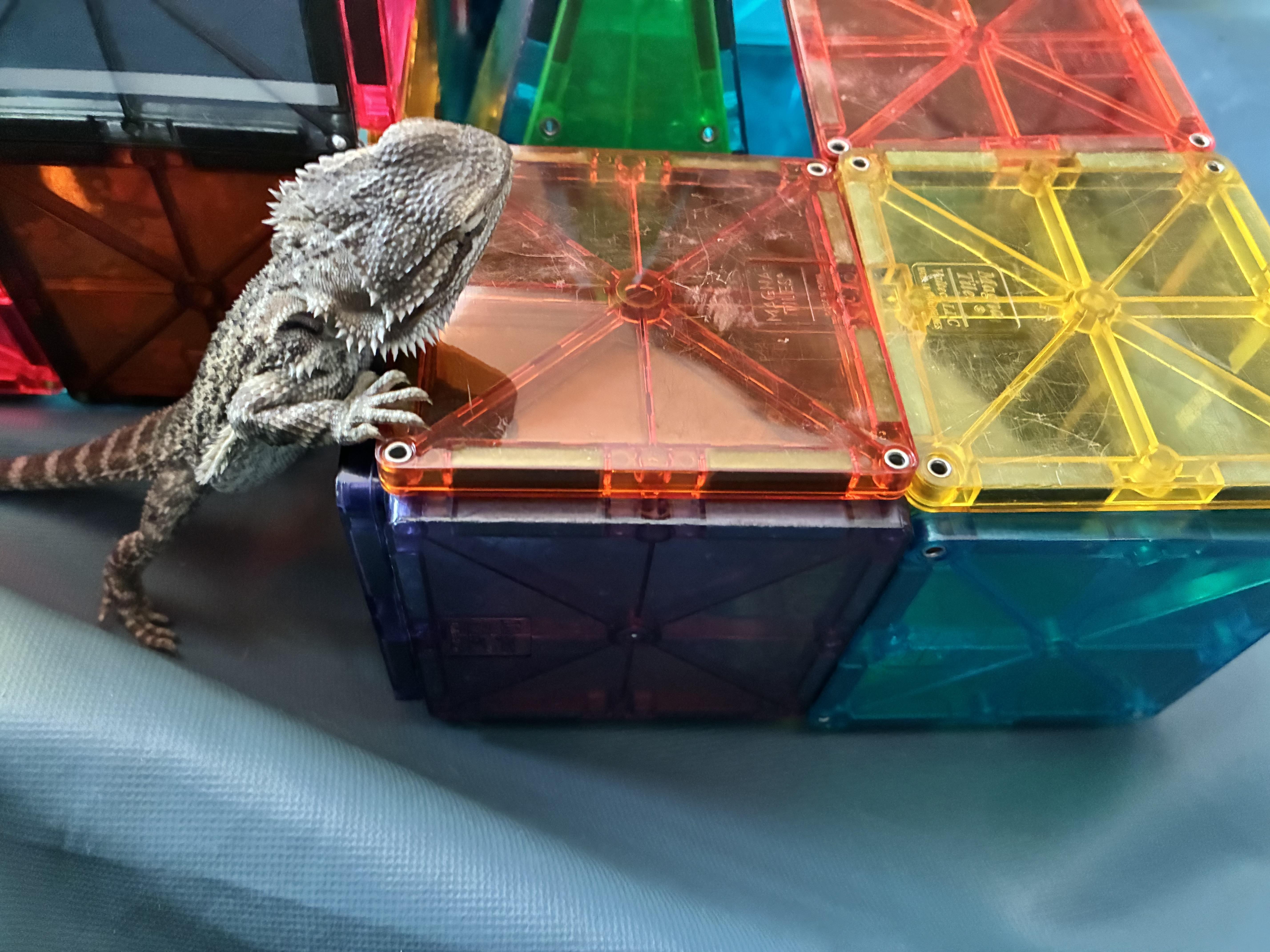Enlarge Chamomile, a ADOPTABLE Bearded Dragon in JACKSON, NJ image 2/4