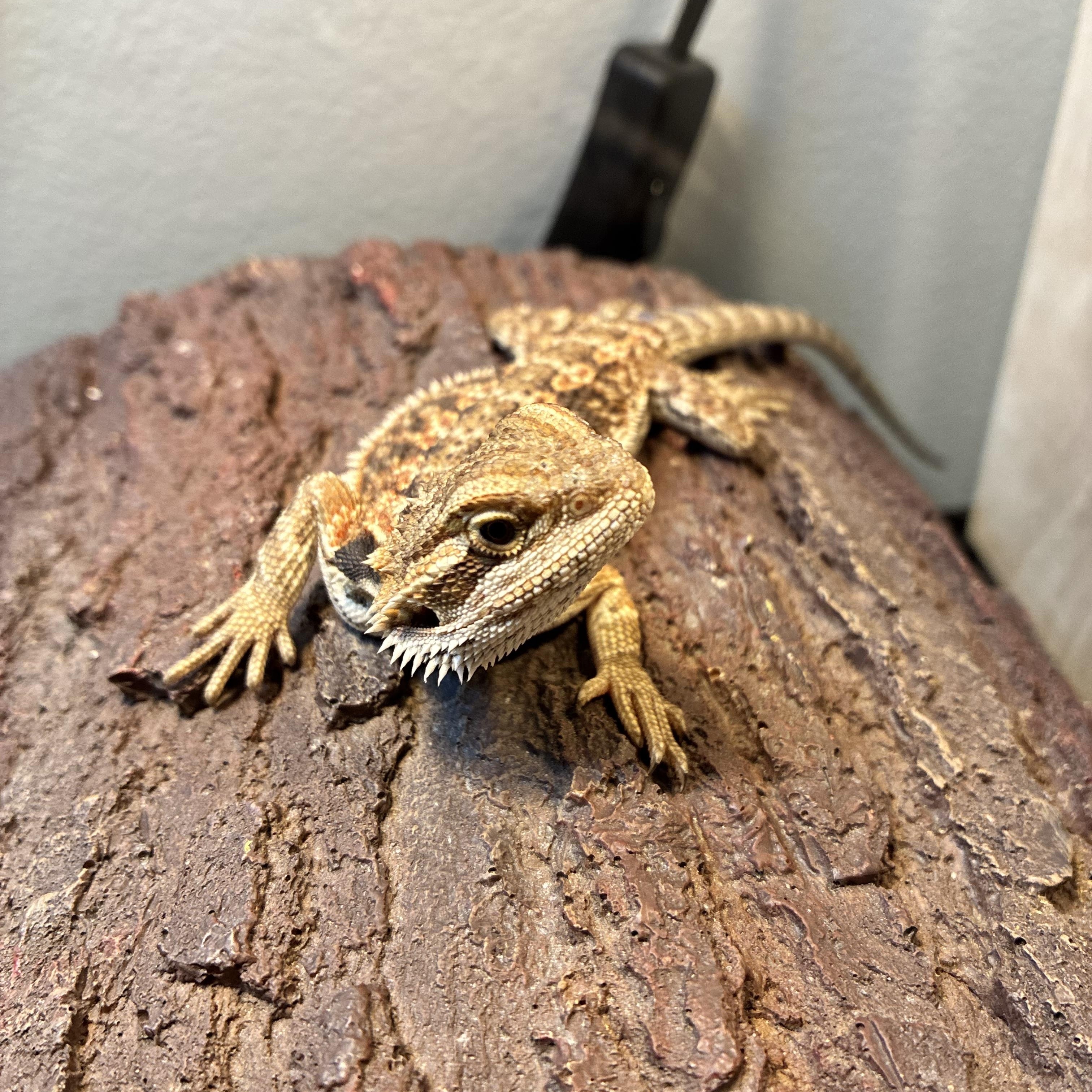 Enlarge Chamomile, a ADOPTABLE Bearded Dragon in JACKSON, NJ image 3/4