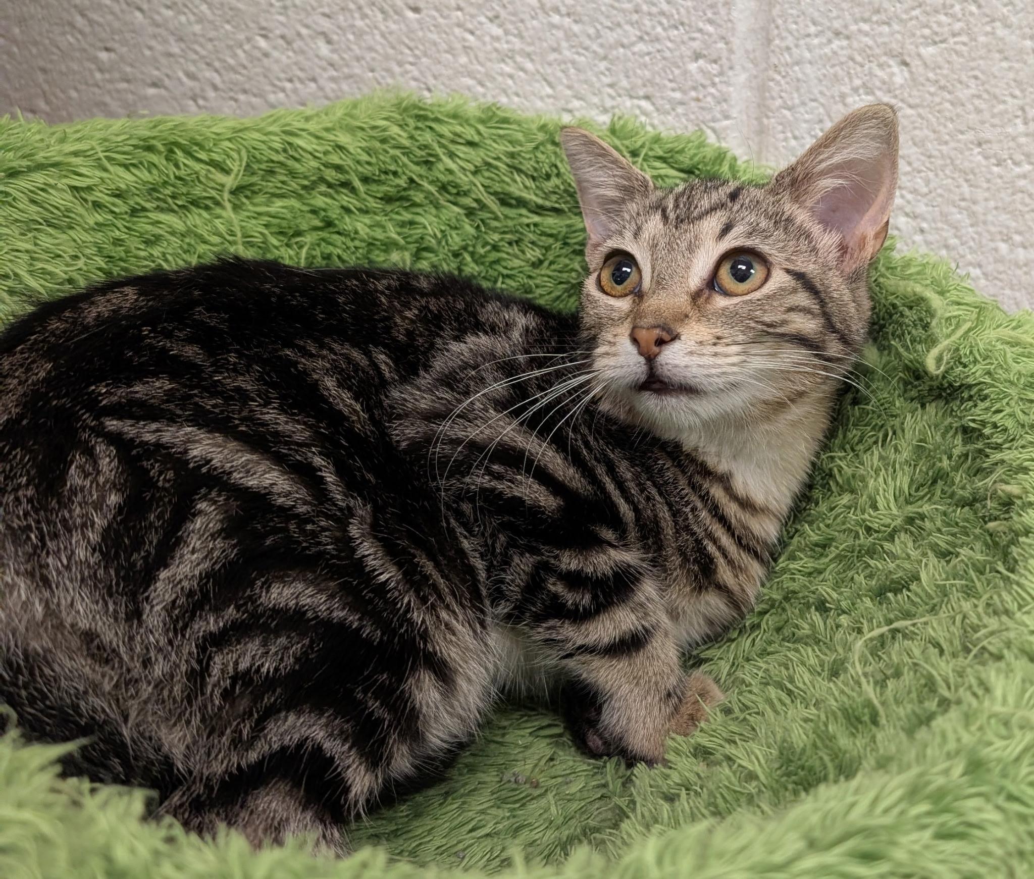 Enlarge Nettle, a ADOPTABLE Domestic Short Hair in Smithfield, NC image 5/6