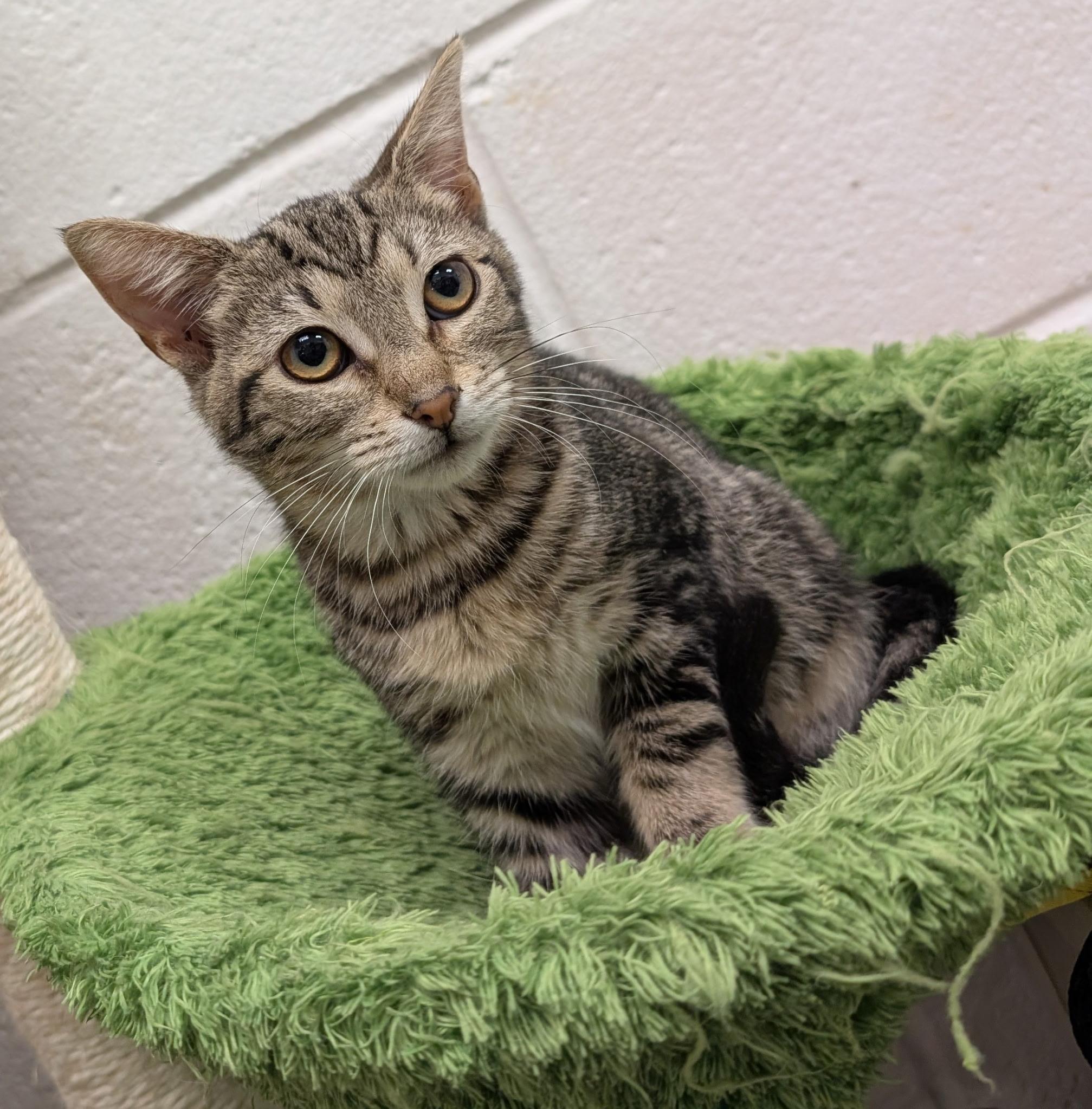 Enlarge Nettle, a ADOPTABLE Domestic Short Hair in Smithfield, NC image 6/6