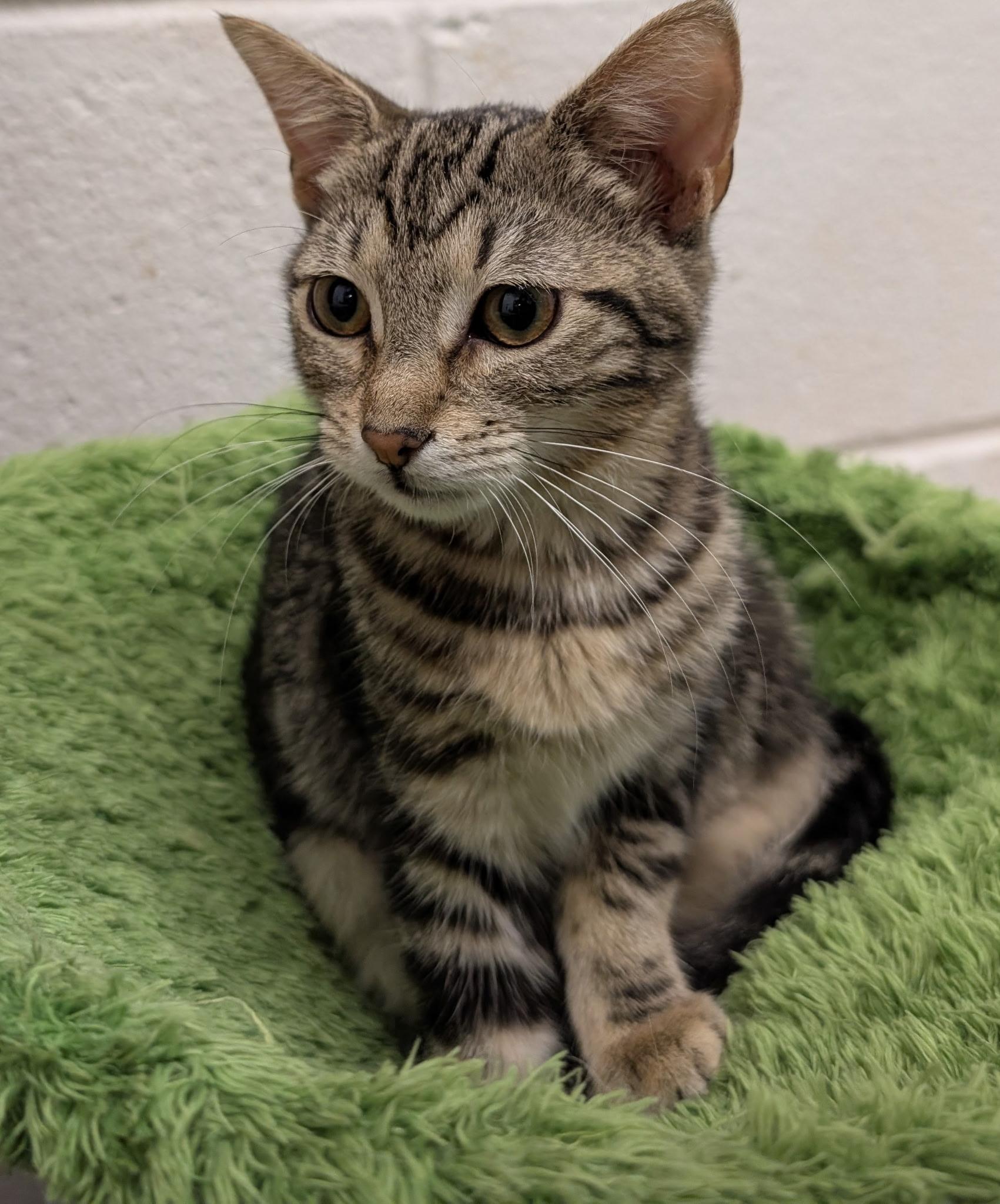 Enlarge Nettle, a ADOPTABLE Domestic Short Hair in Smithfield, NC image 4/6