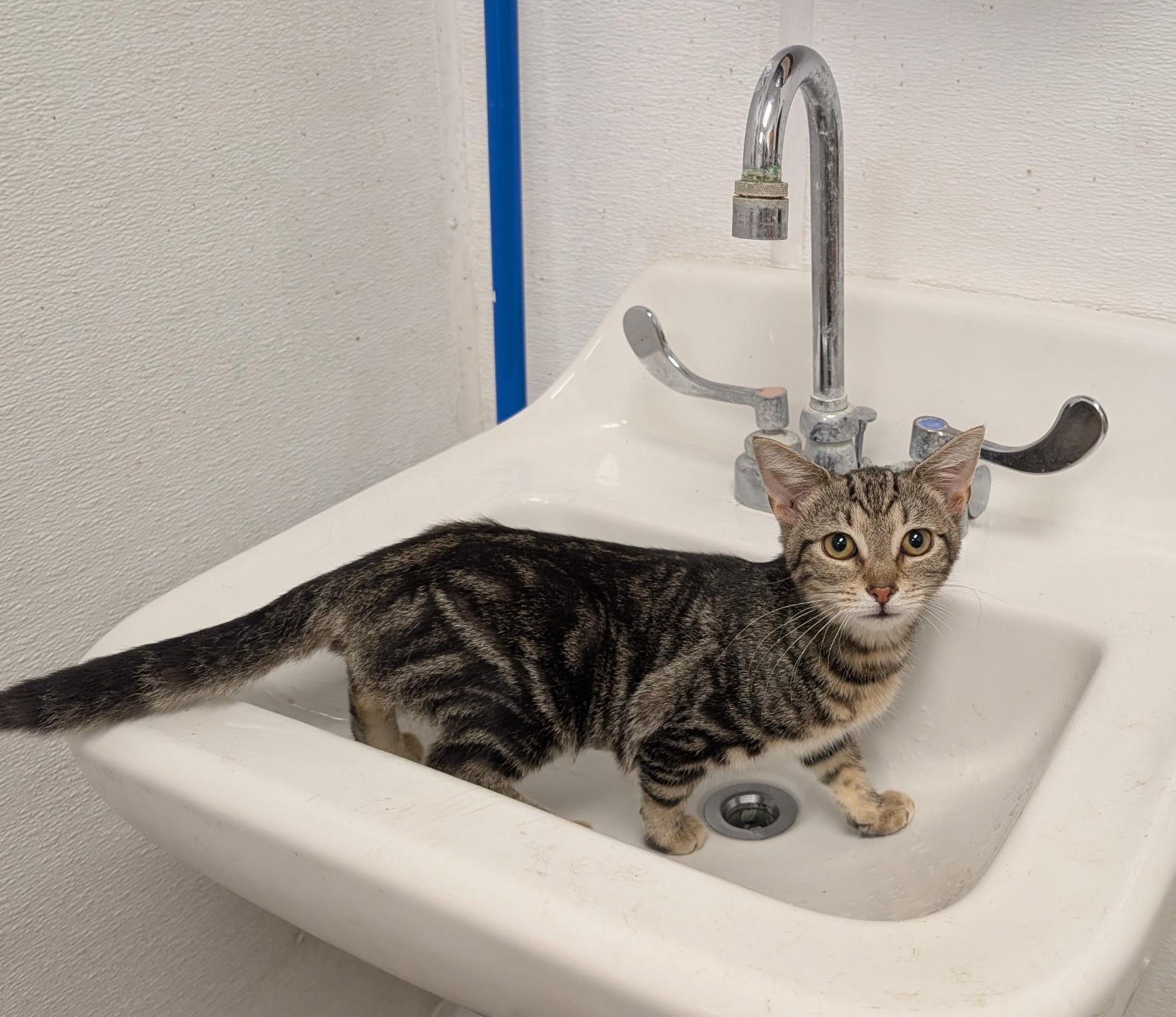 Enlarge Nettle, a ADOPTABLE Domestic Short Hair in Smithfield, NC image 3/6