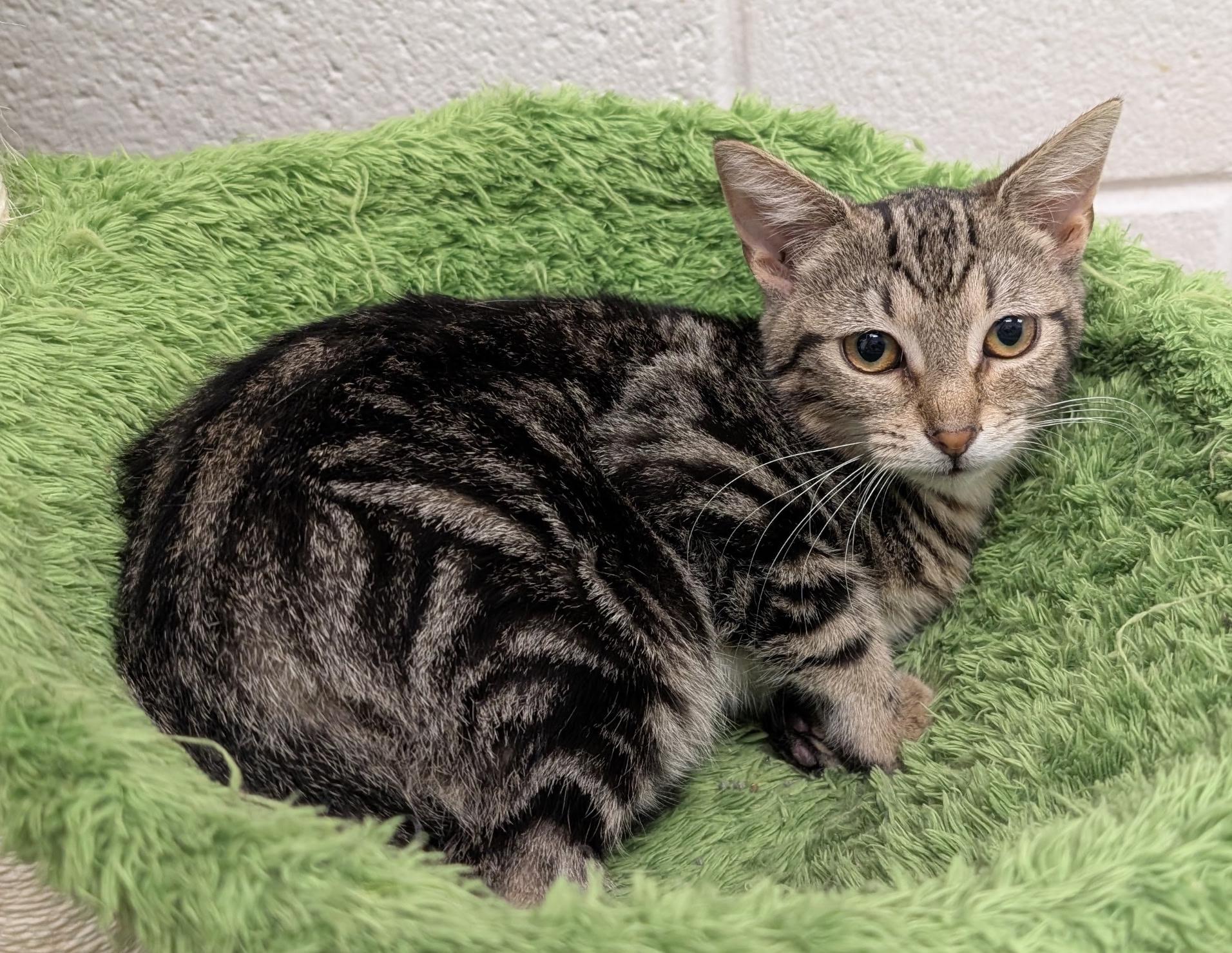 Enlarge Nettle, a ADOPTABLE Domestic Short Hair in Smithfield, NC image 2/6