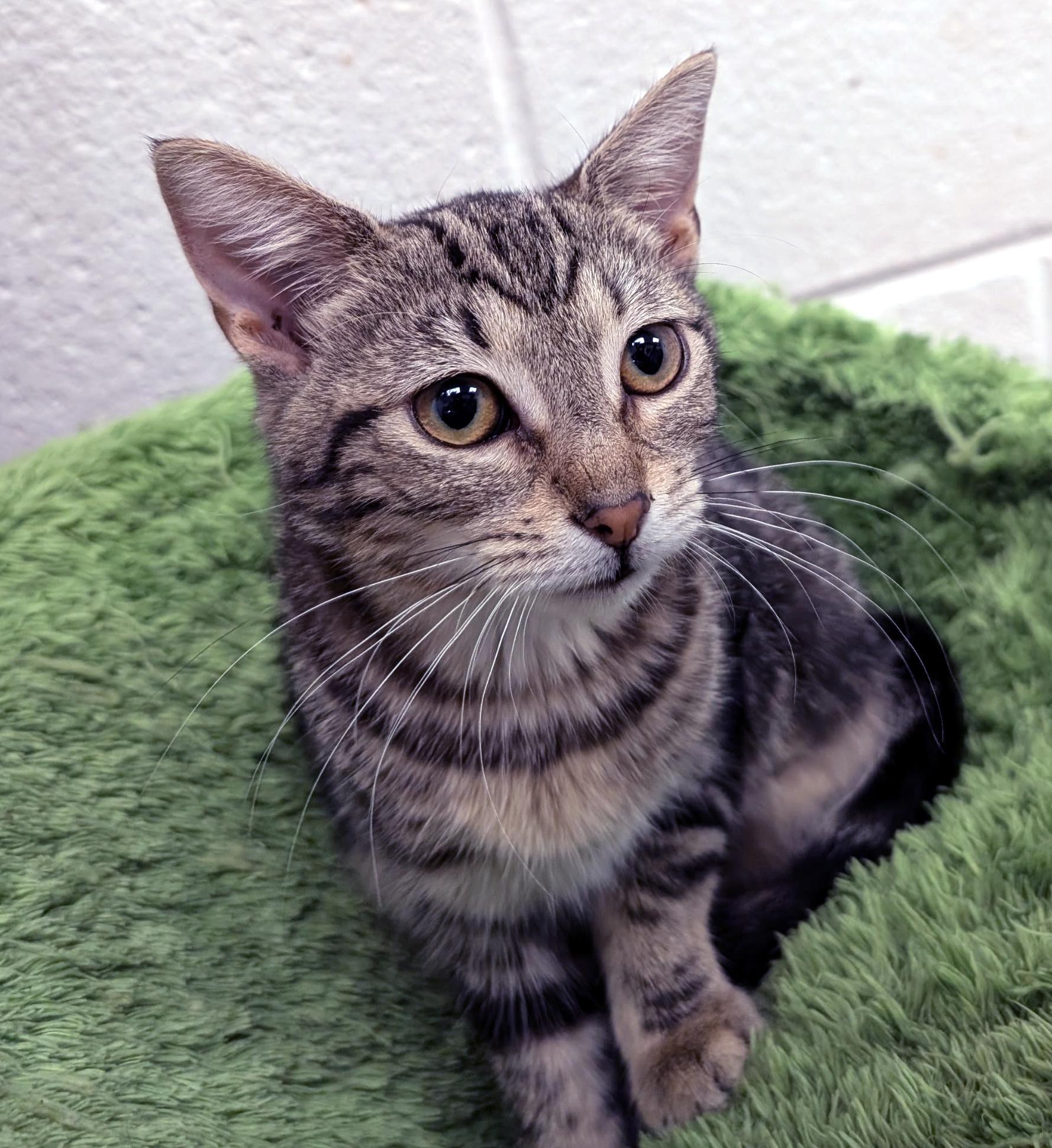 Nettle, ADOPTABLE, Kitten Male Domestic Short Hair.