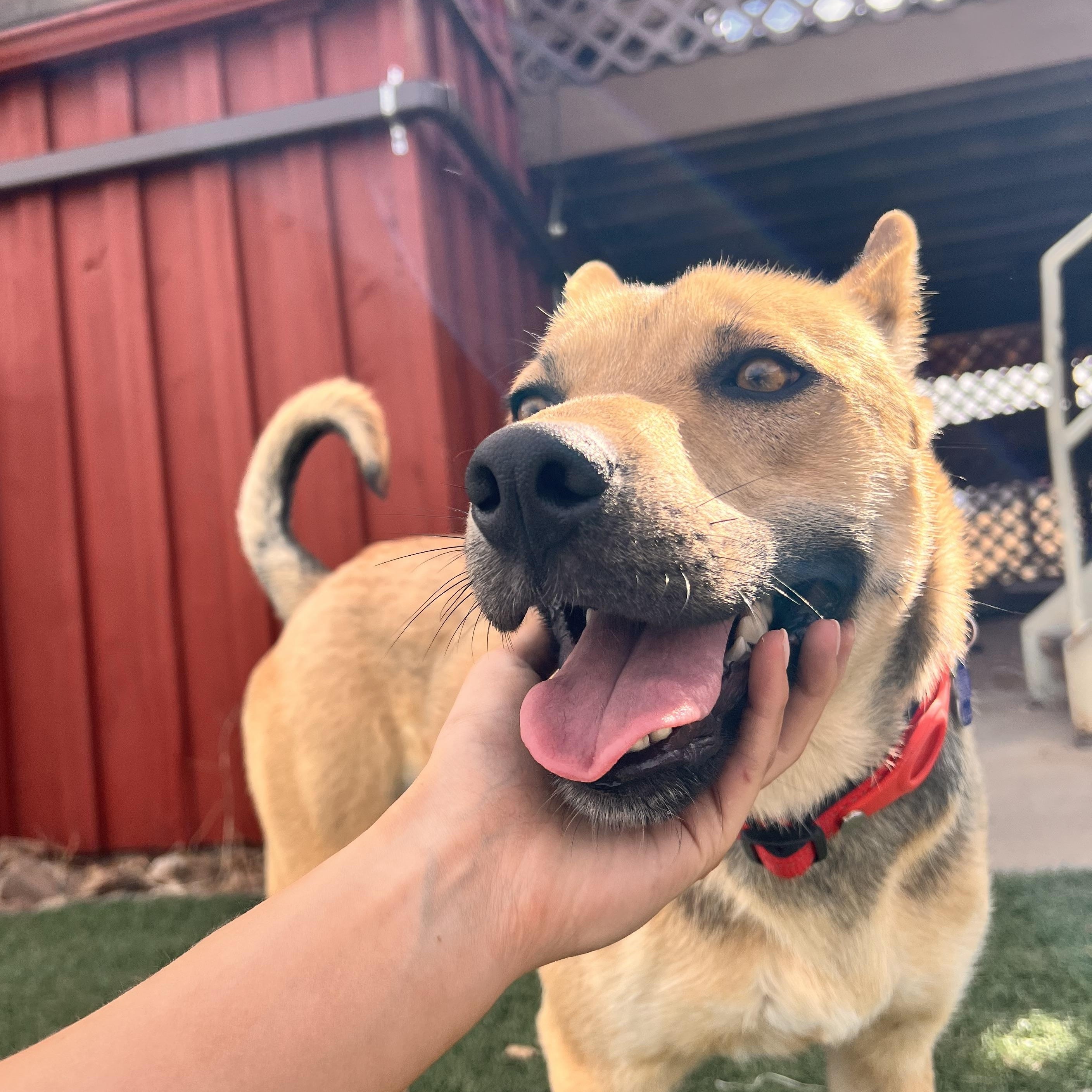 Enlarge Delta, a ADOPTABLE mixed breed in Loveland, CO image 5/6