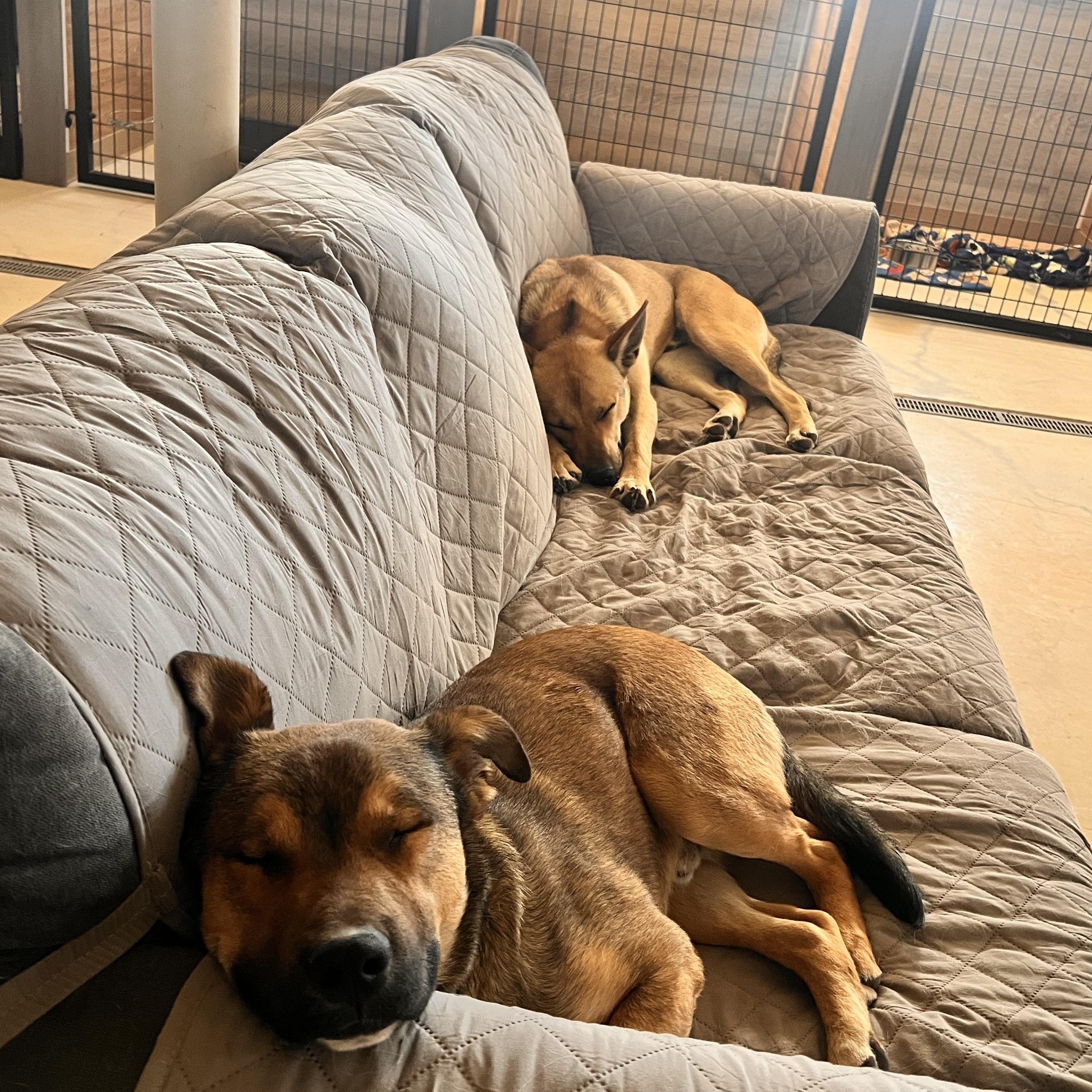 Enlarge Delta, a ADOPTABLE mixed breed in Loveland, CO image 4/6