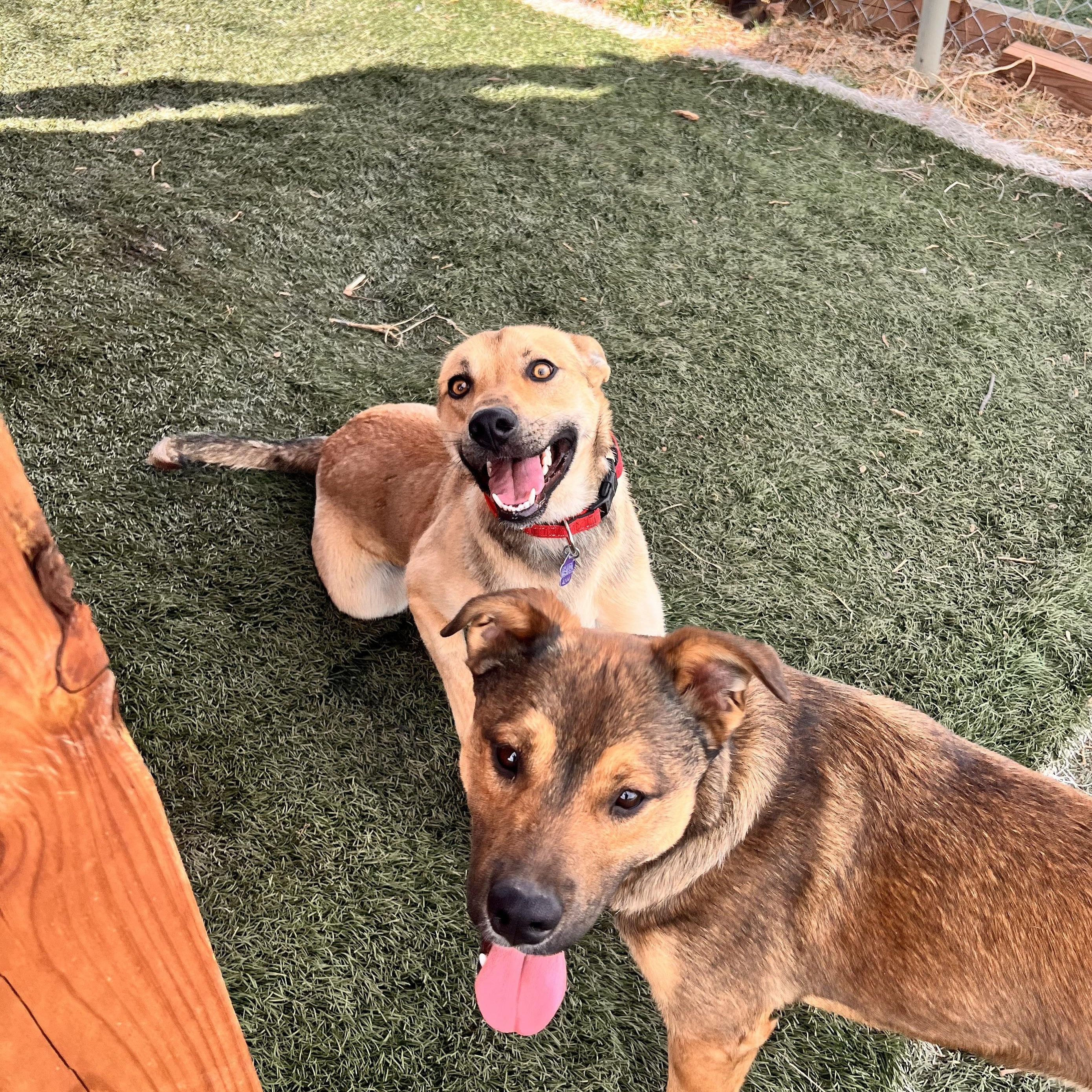 Enlarge Delta, a ADOPTABLE mixed breed in Loveland, CO image 6/6