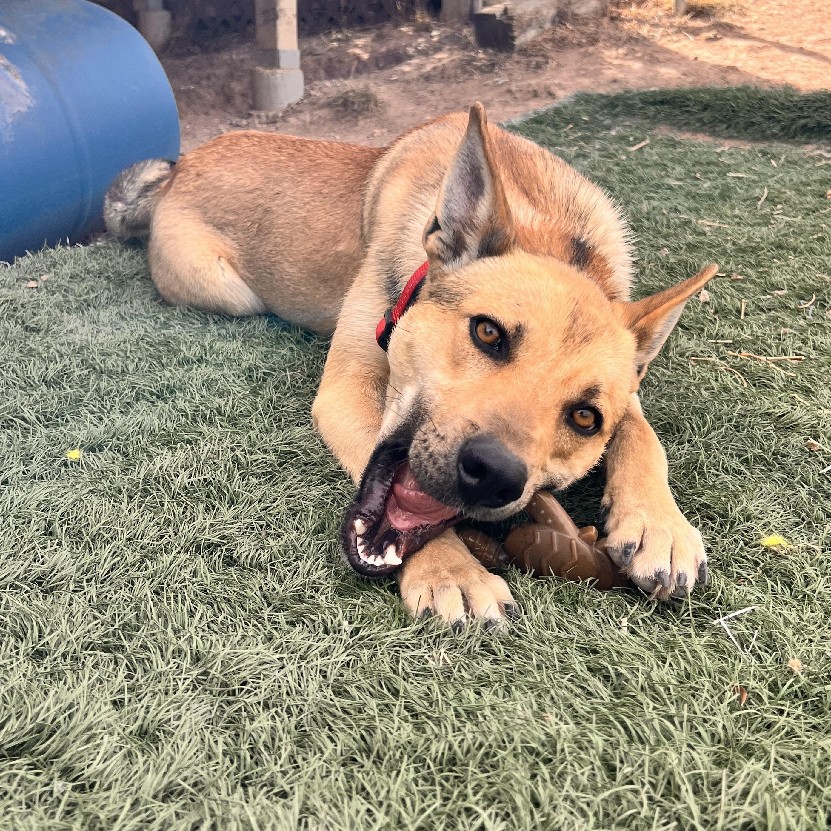 Delta, ADOPTABLE, Puppy Male Shepherd.