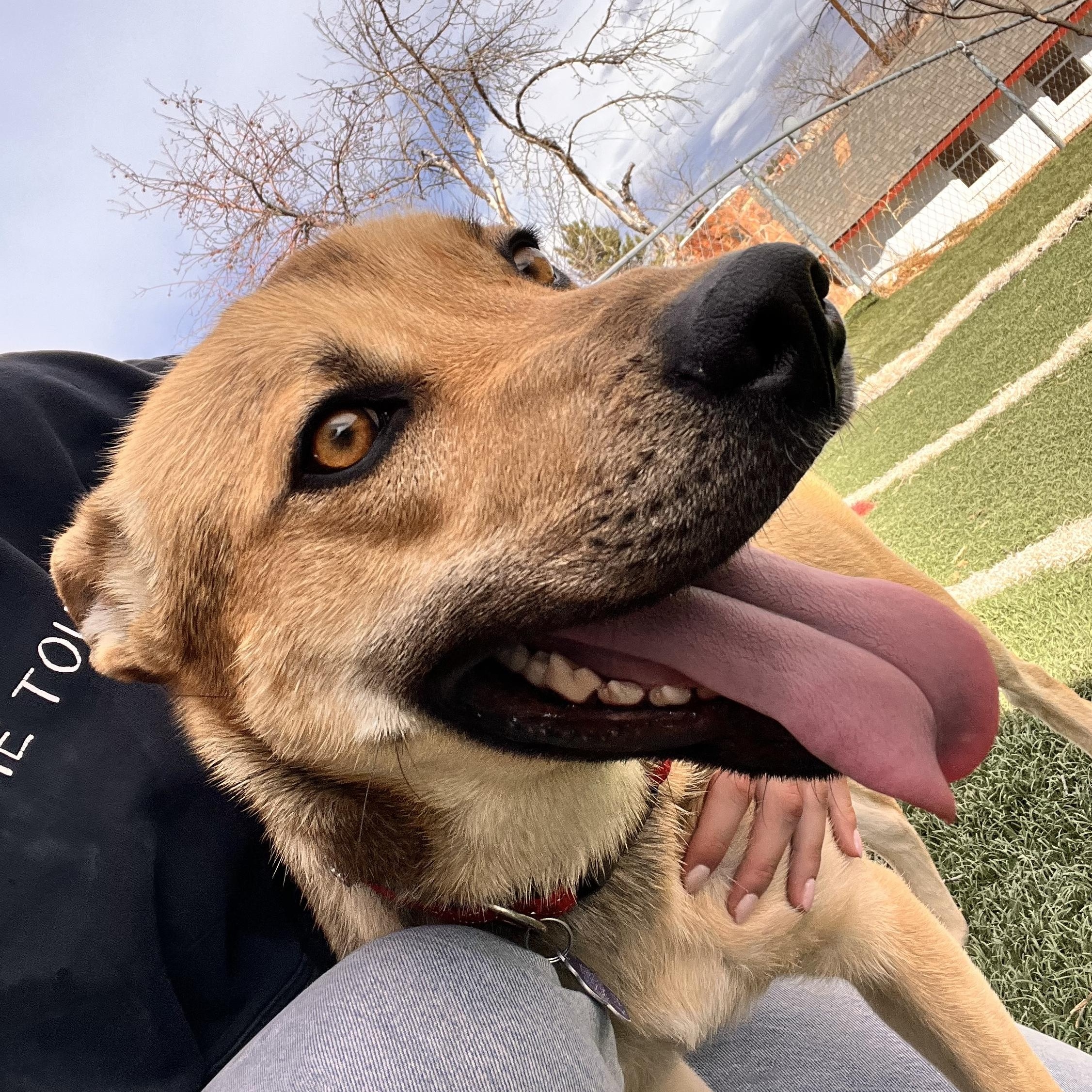 Enlarge Delta, a ADOPTABLE mixed breed in Loveland, CO image 3/6