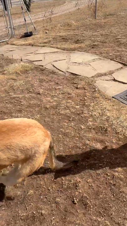 Enlarge Delta, a ADOPTABLE mixed breed in Loveland, CO video 2/6