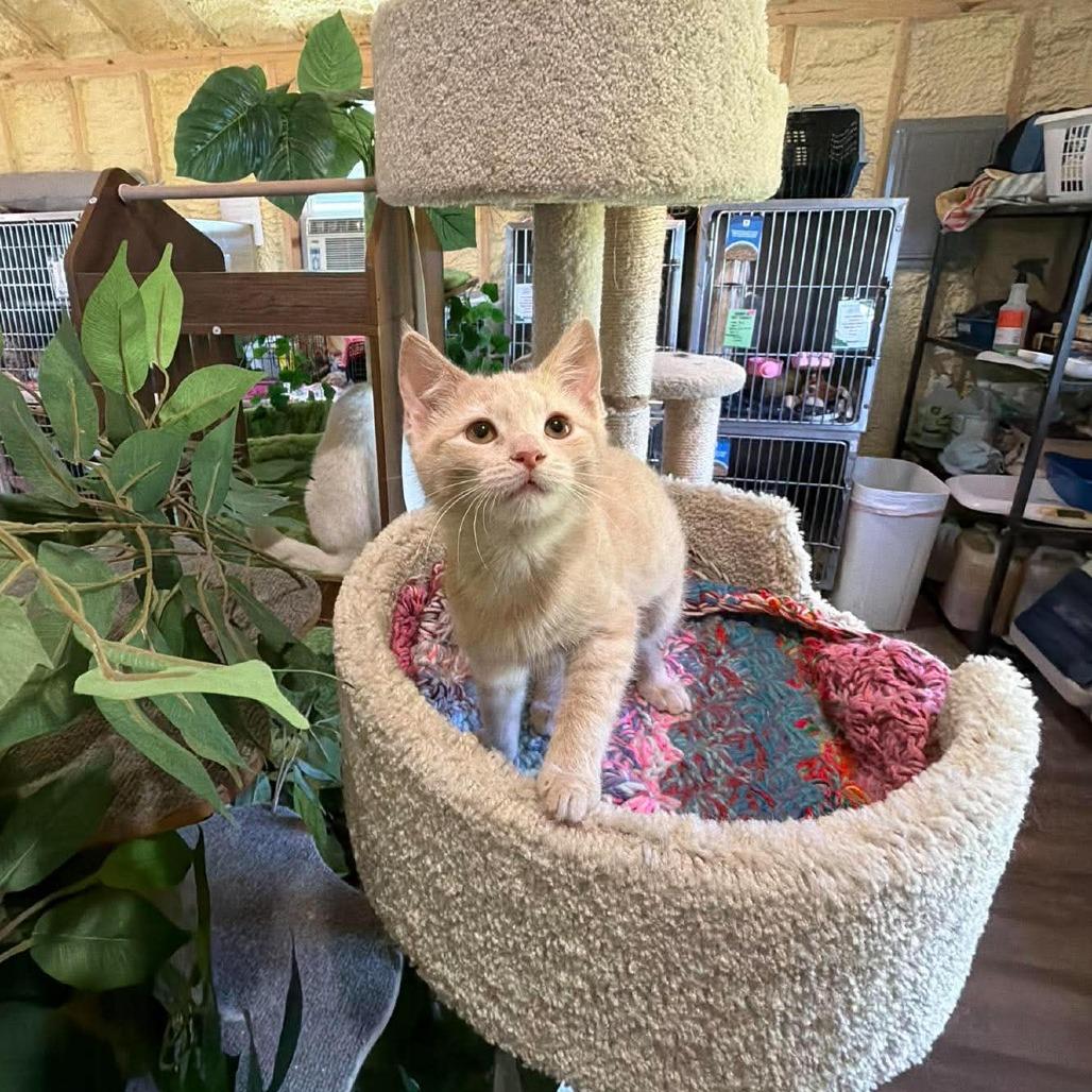 Enlarge Dora, a Adoptable Domestic Short Hair in Park Falls, WI image 1/3