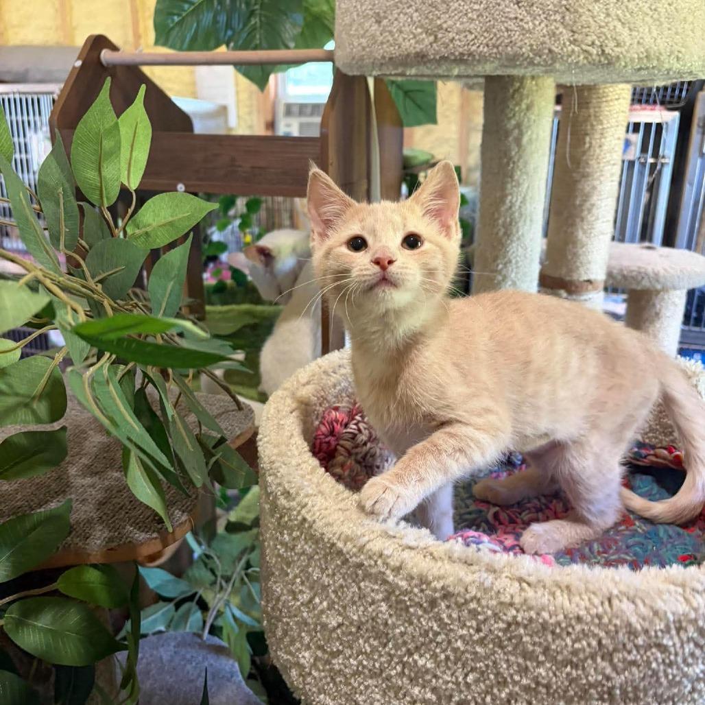 Enlarge Dora, a Adoptable Domestic Short Hair in Park Falls, WI image 2/3
