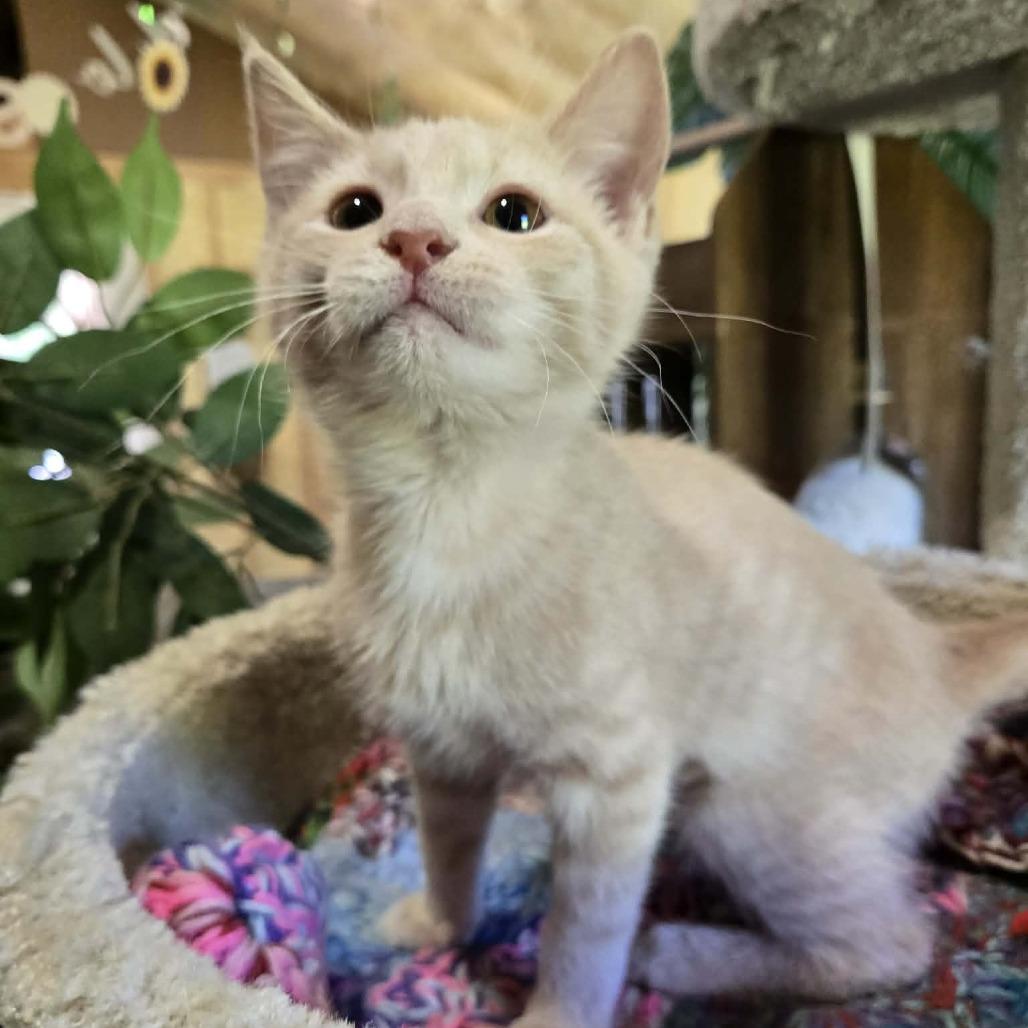 Enlarge Dora, a Adoptable Domestic Short Hair in Park Falls, WI image 3/3