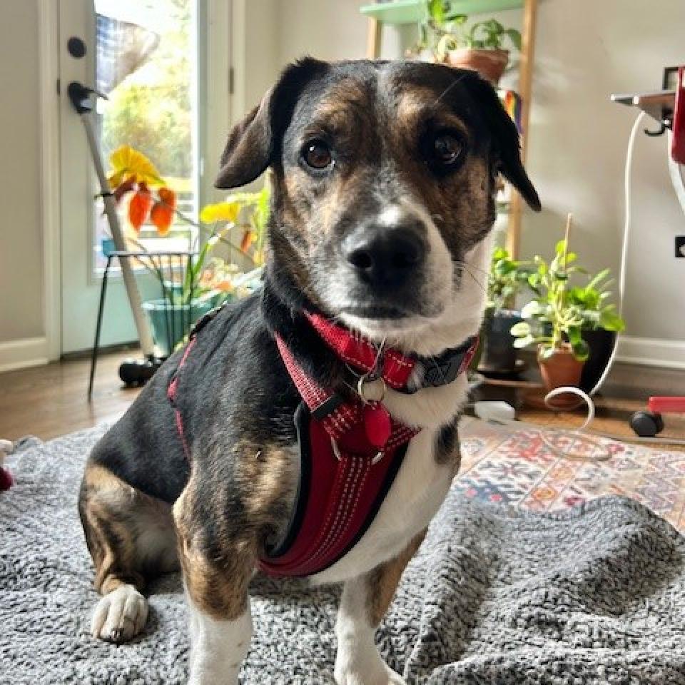 Sueno (I have a Secret Crush!), Adoptable, Adult Male Basset Hound.