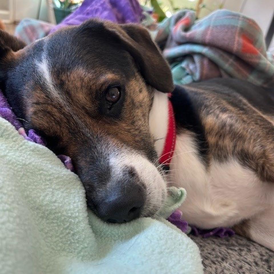 Enlarge Sueno (I have a Secret Crush!), a Adoptable mixed breed in Decatur, GA image 2/6