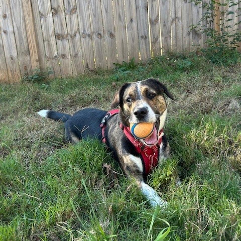 Enlarge Sueno (I have a Secret Crush!), a Adoptable mixed breed in Decatur, GA image 4/6