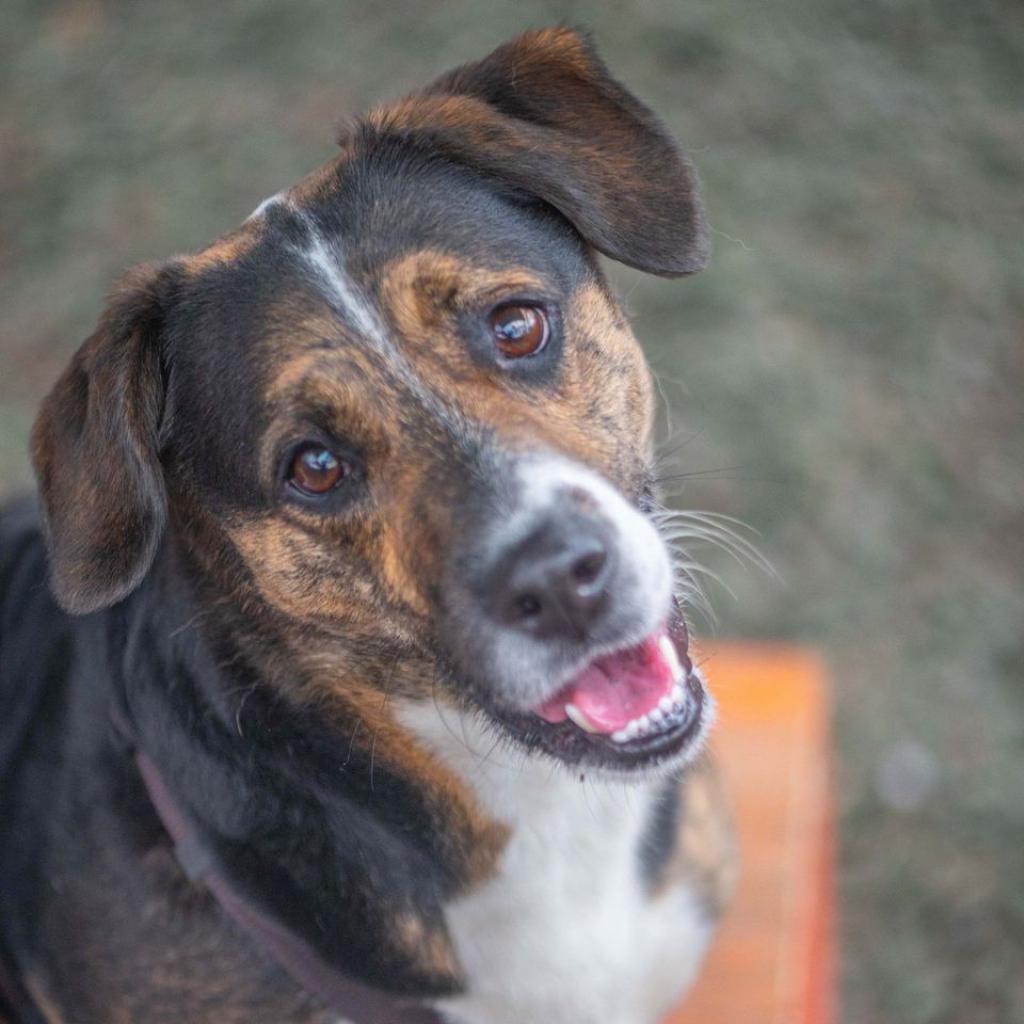 Enlarge Sueno (I have a Secret Crush!), a Adoptable mixed breed in Decatur, GA image 5/6