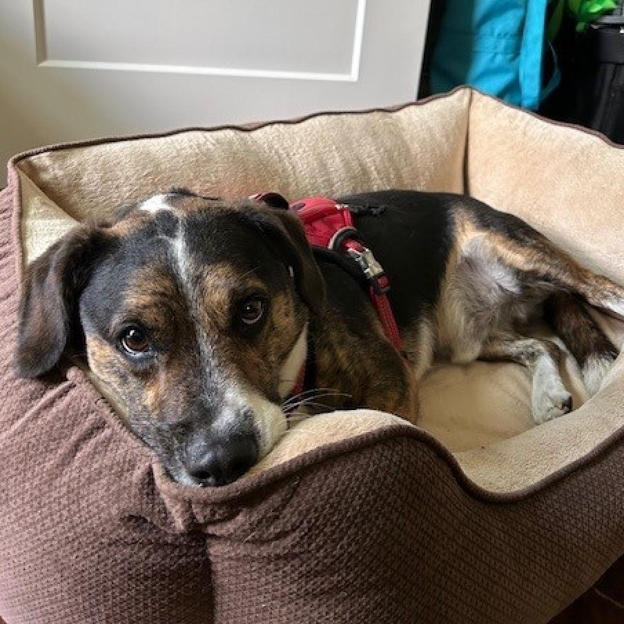 Enlarge Sueno (I have a Secret Crush!), a Adoptable mixed breed in Decatur, GA image 6/6