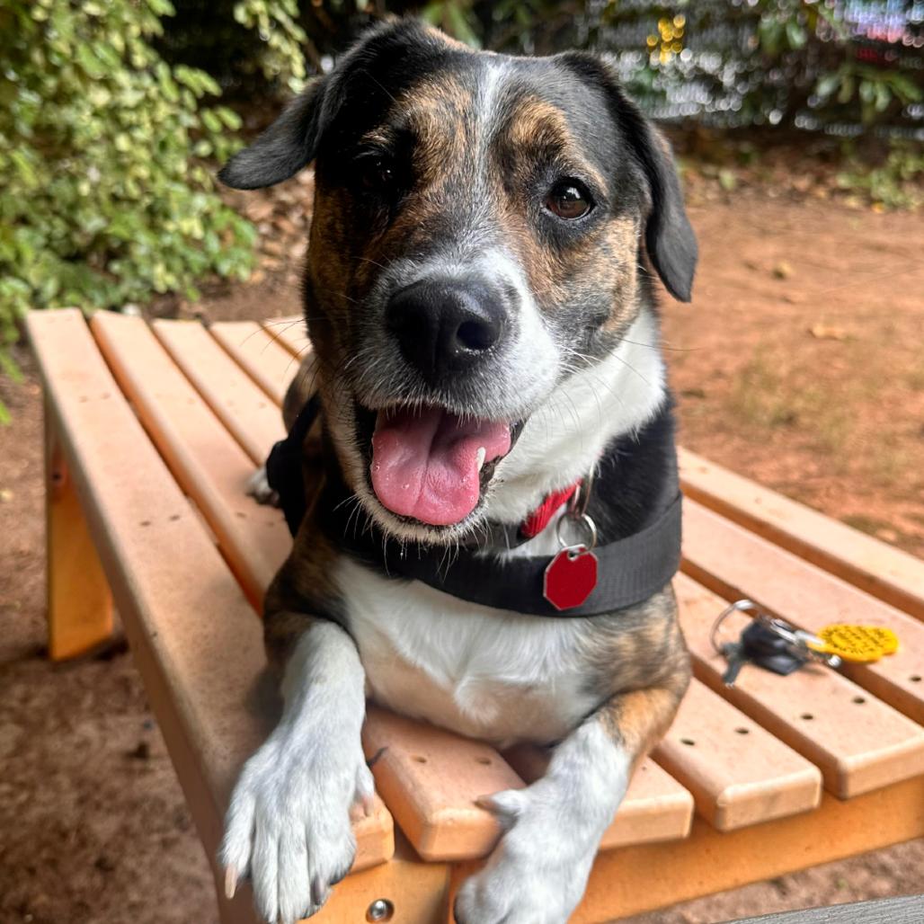 Enlarge Sueno (I have a Secret Crush!), a Adoptable mixed breed in Decatur, GA image 6/6