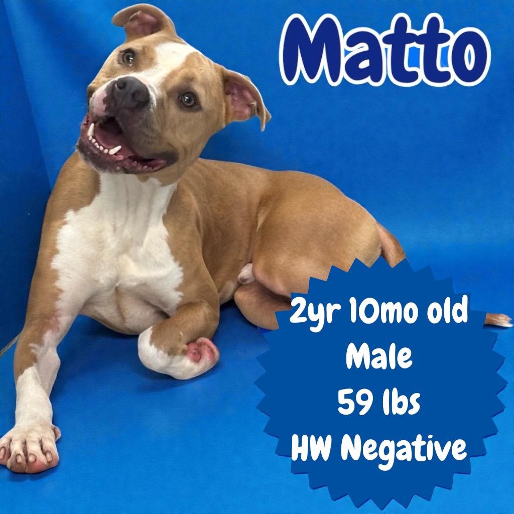 Enlarge Matto, a Adoptable Pit Bull Terrier in Sorrento, LA image 1/5