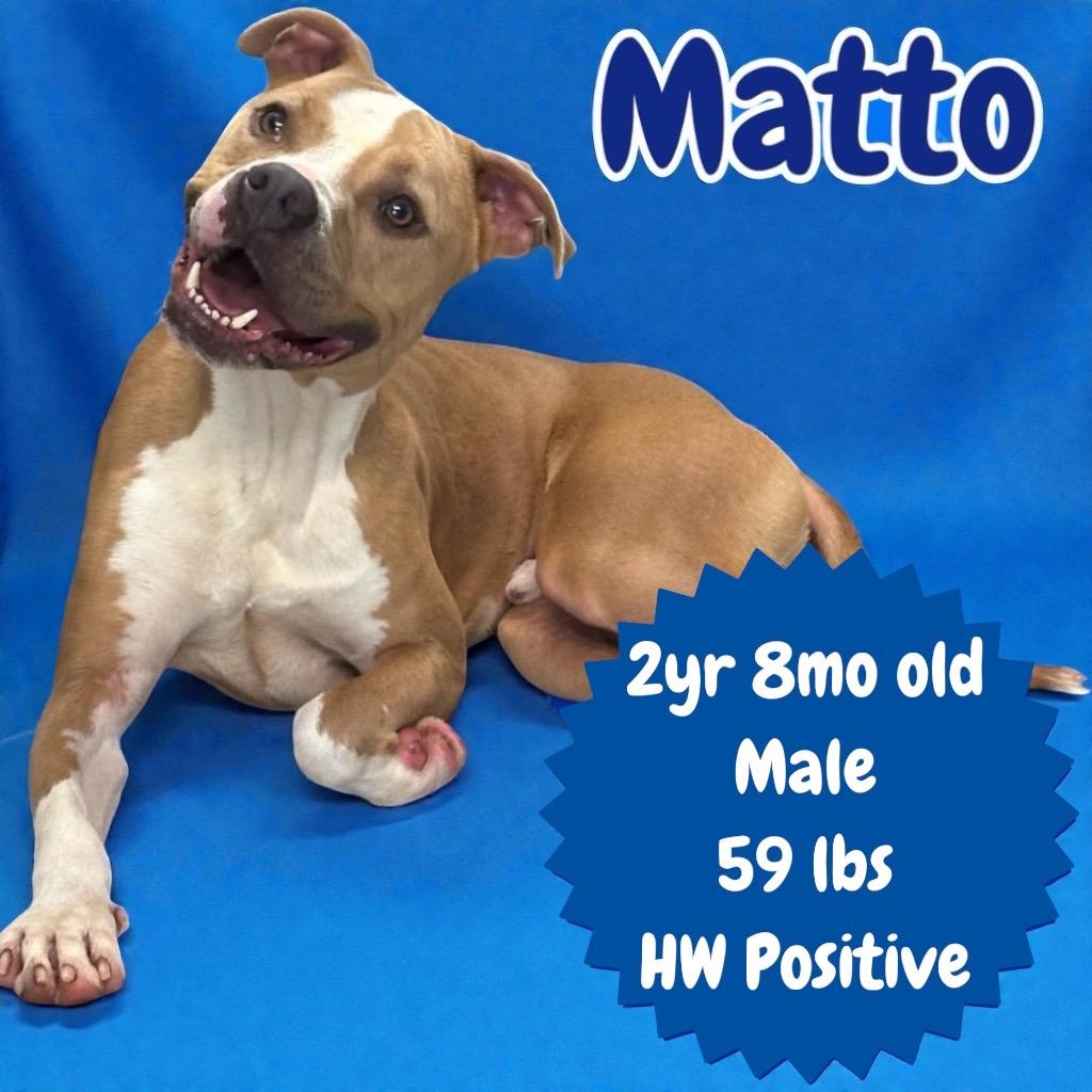 Matto, Adoptable, Adult Male Pit Bull Terrier.