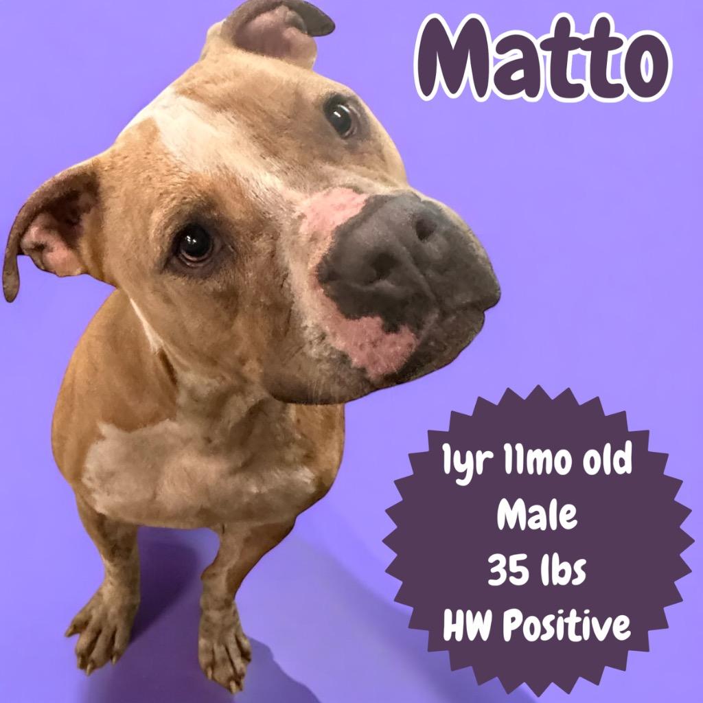 Enlarge Matto, a Adoptable Pit Bull Terrier in Sorrento, LA image 4/5