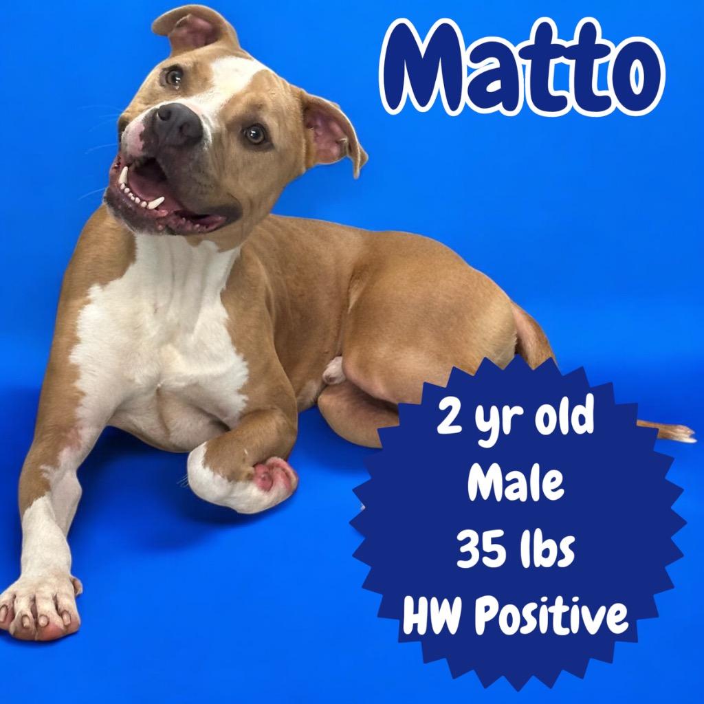 Matto, Adoptable, Adult Male Pit Bull Terrier.