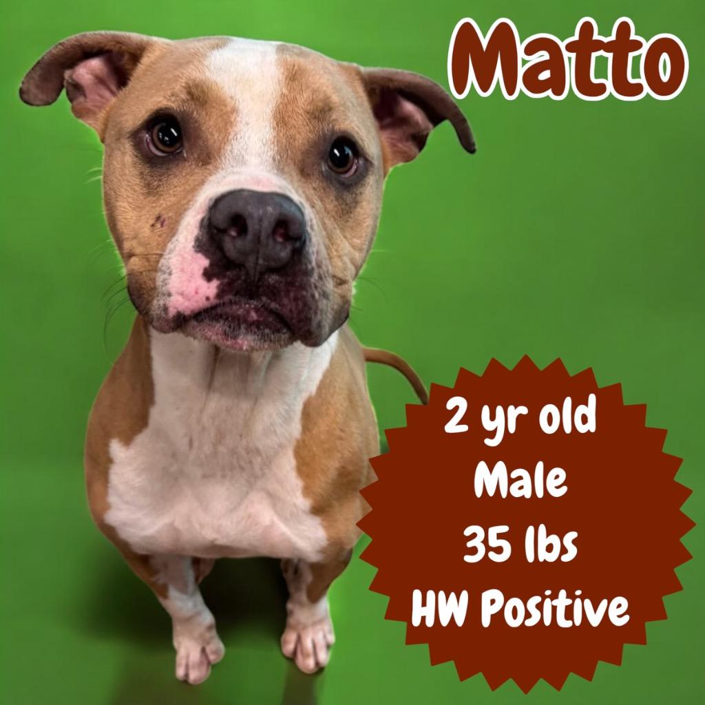 Enlarge Matto, a Adoptable Pit Bull Terrier in Sorrento, LA image 3/3