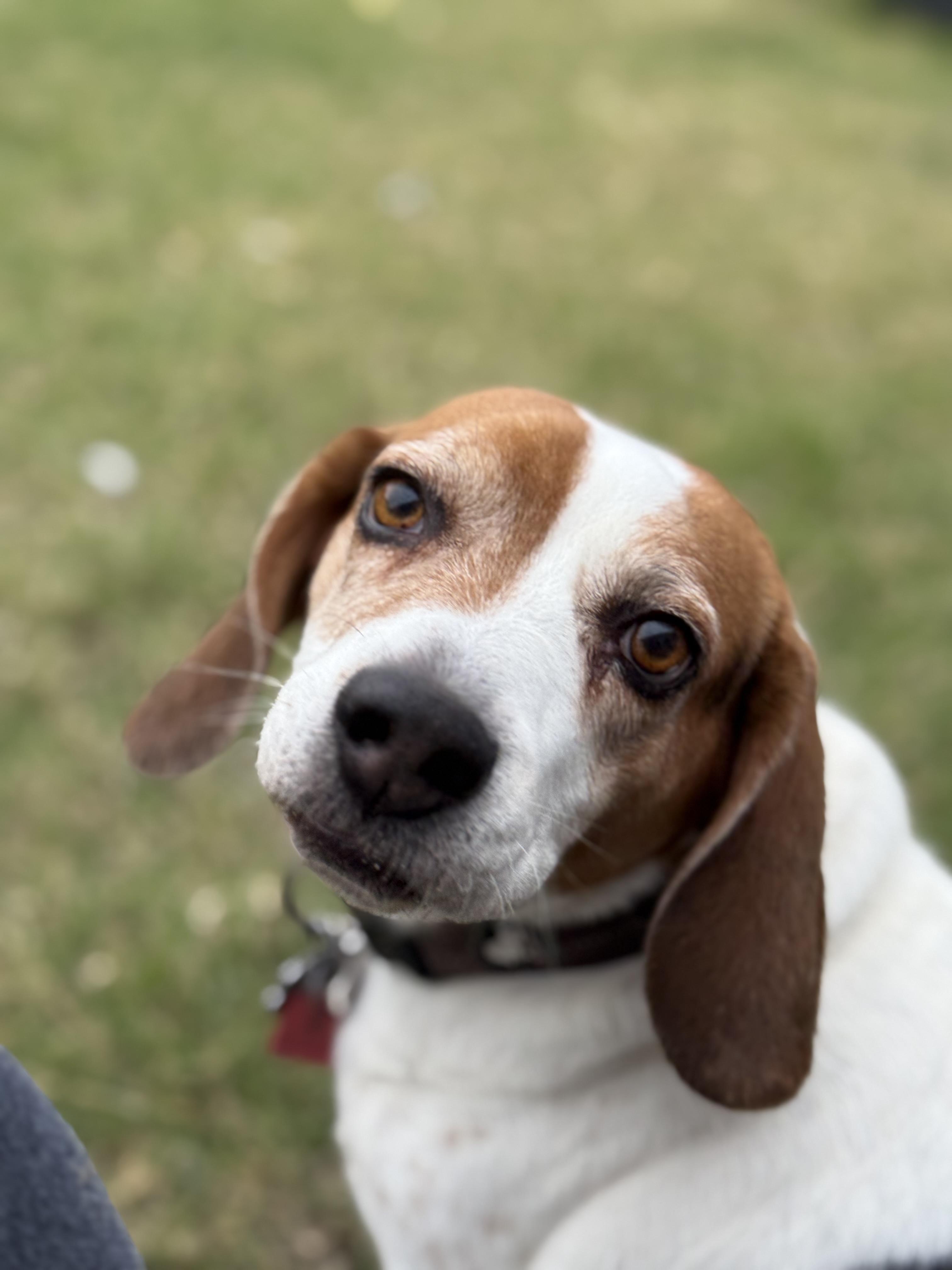 Huxley, Adoptable, Adult Male Beagle.