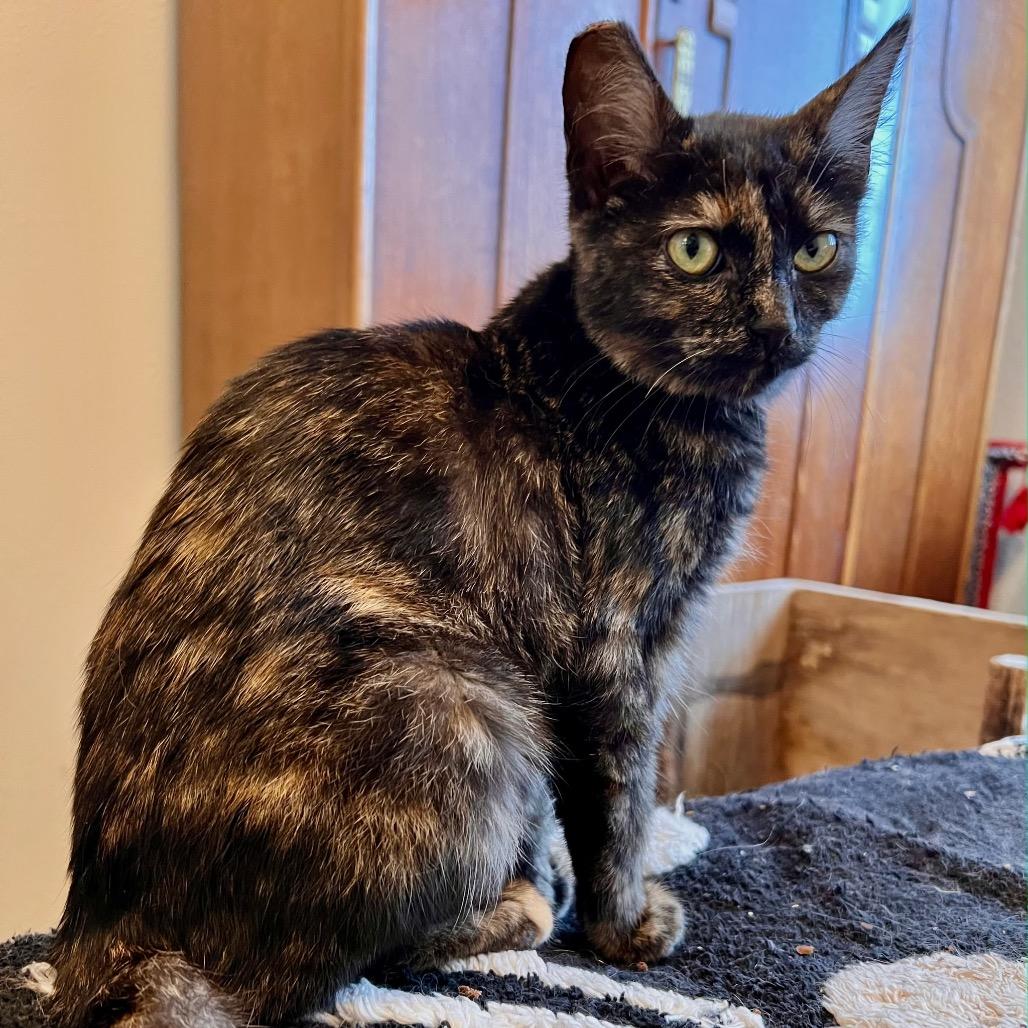 Enlarge Lola, a Adoptable Domestic Short Hair in Coos Bay, OR image 1/1