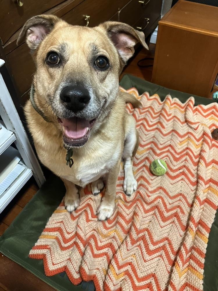 Buddy*, Adoptable, Adult Male Labrador Retriever.