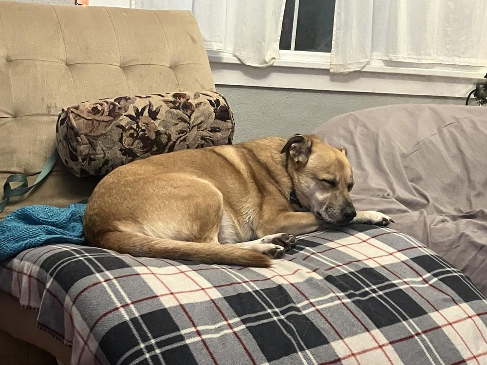 Enlarge Buddy*, a Adoptable Labrador Retriever in Gig Harbor, WA image 2/6