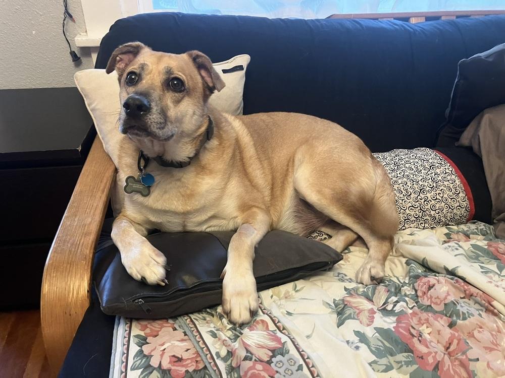 Enlarge Buddy*, a Adoptable Labrador Retriever in Gig Harbor, WA image 3/6