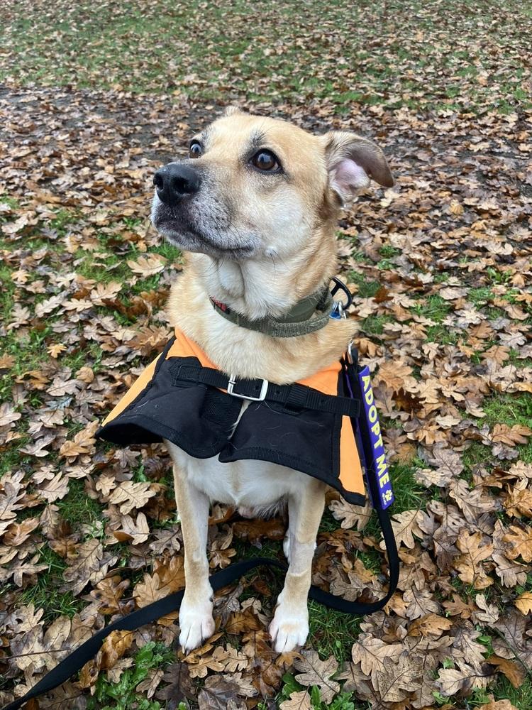 Enlarge Buddy*, a Adoptable Labrador Retriever in Gig Harbor, WA image 4/6