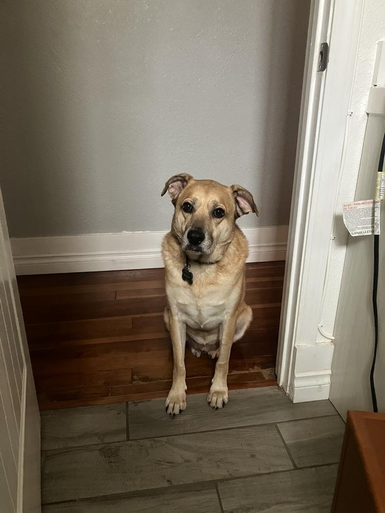 Enlarge Buddy*, a Adoptable Labrador Retriever in Gig Harbor, WA image 5/6