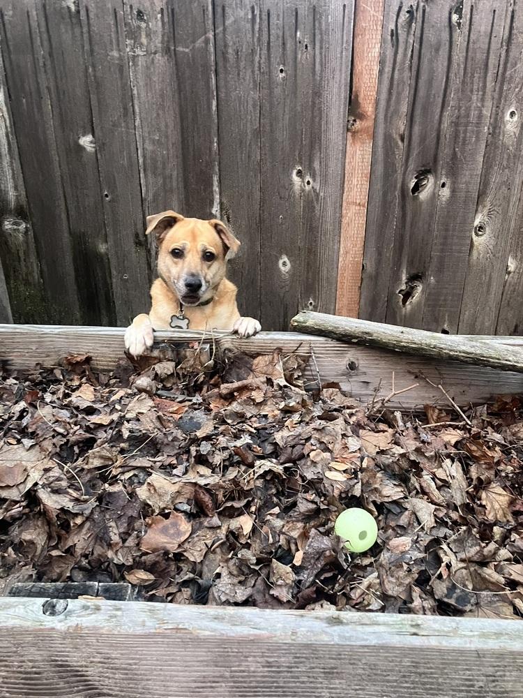 Enlarge Buddy*, a Adoptable Labrador Retriever in Gig Harbor, WA image 6/6