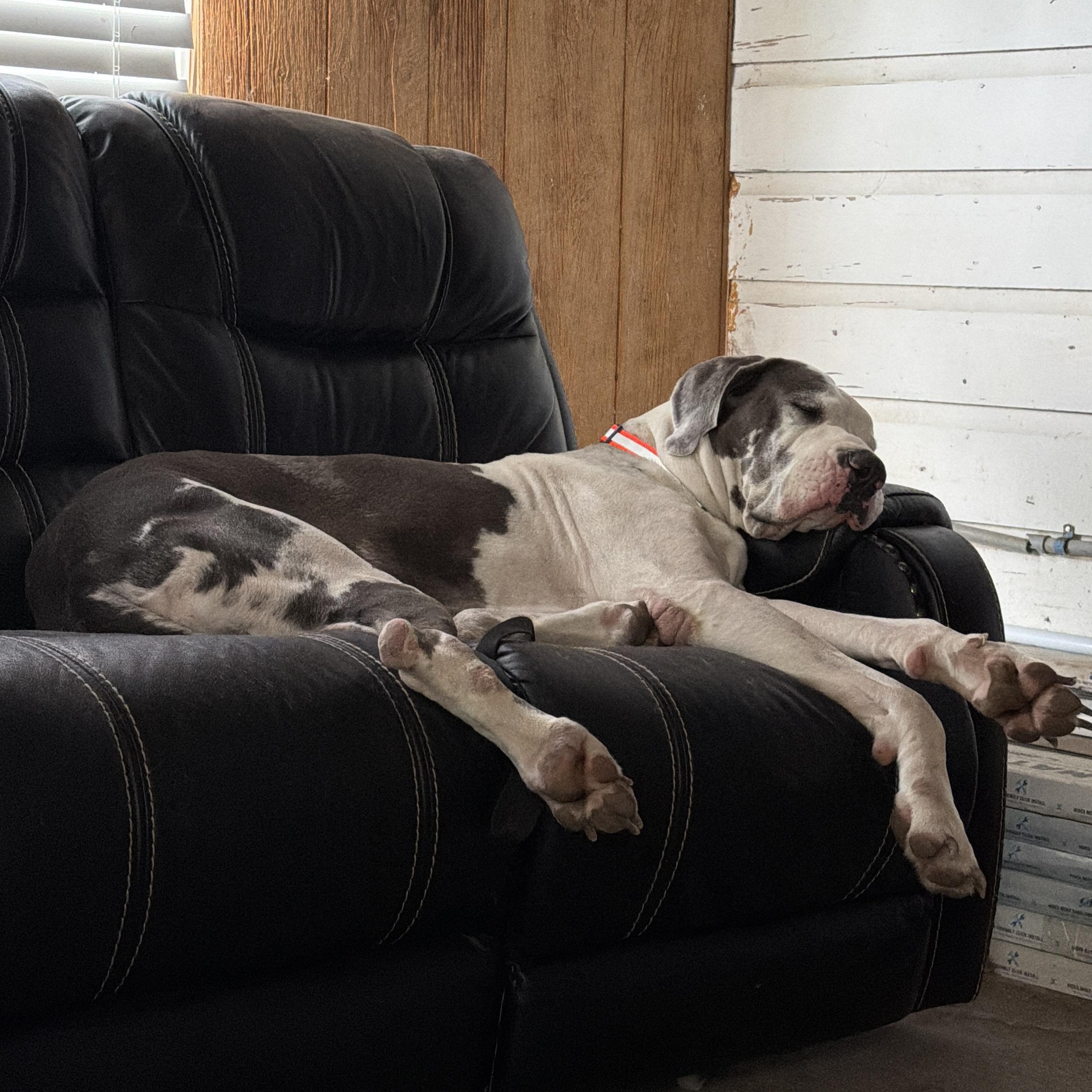 Lea, a Adoptable Great Dane in Brattleboro, VT image 6/6