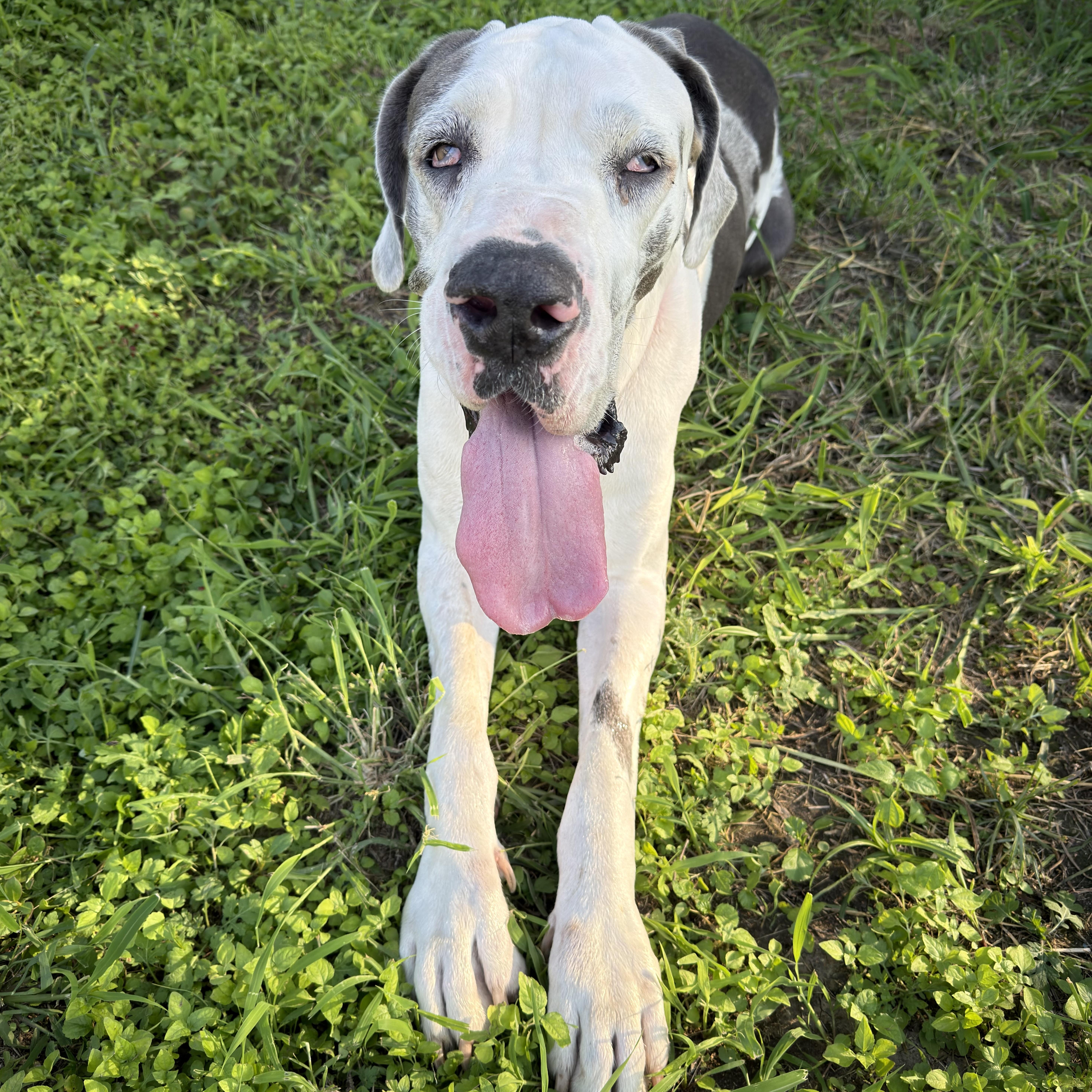 Lea, a Adoptable Great Dane in Brattleboro, VT image 3/6