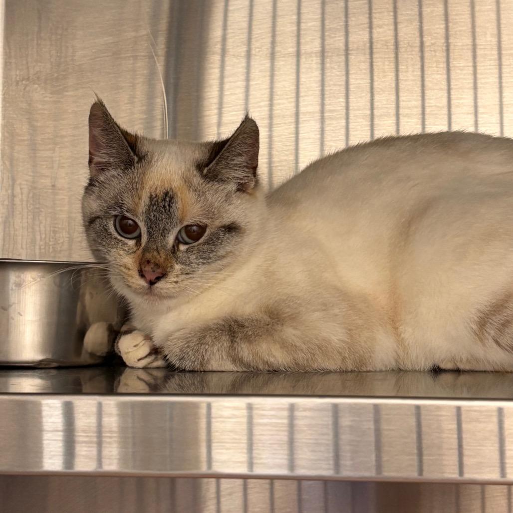 Jinx, a Adoptable Domestic Short Hair in Nashville, IN image 1/3