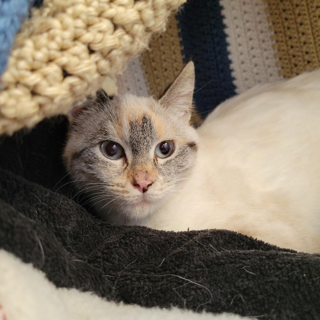 Jinx, a Adoptable Domestic Short Hair in Nashville, IN image 1/3