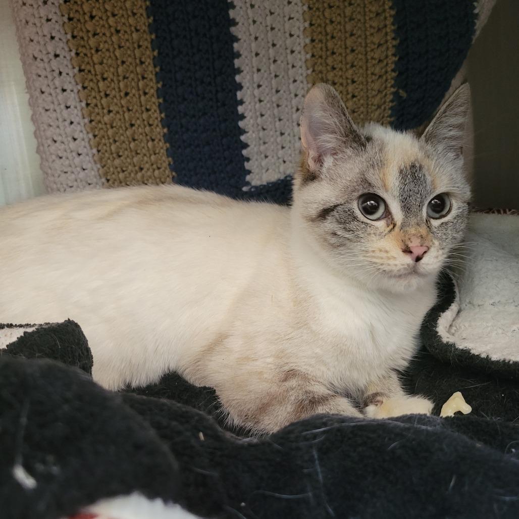 Jinx, a Adoptable Domestic Short Hair in Nashville, IN image 2/3