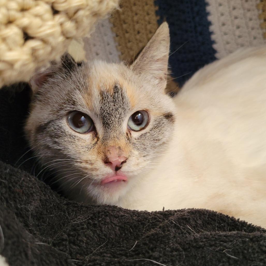 Jinx, a Adoptable Domestic Short Hair in Nashville, IN image 2/3